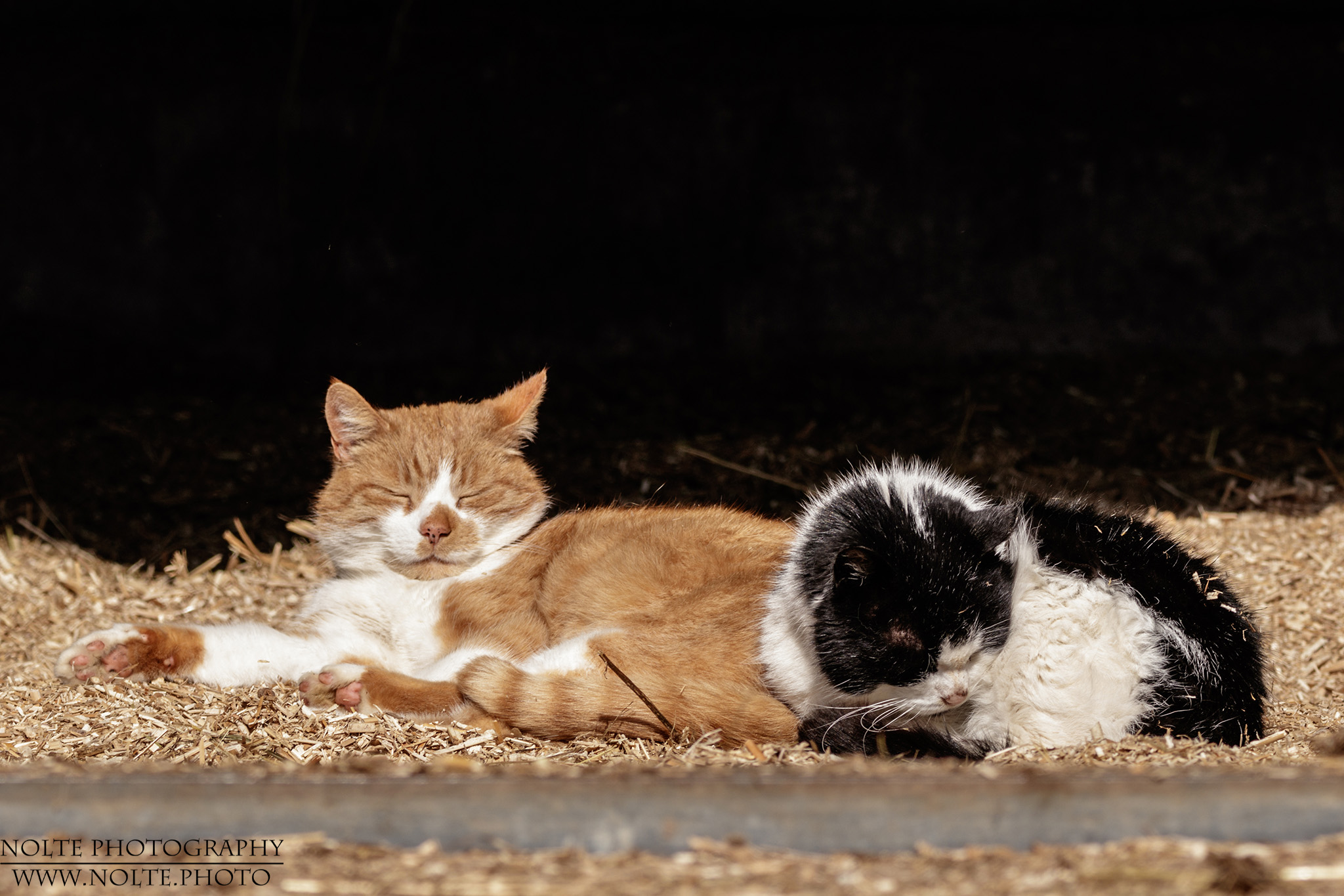 Sonnenbad in der Box