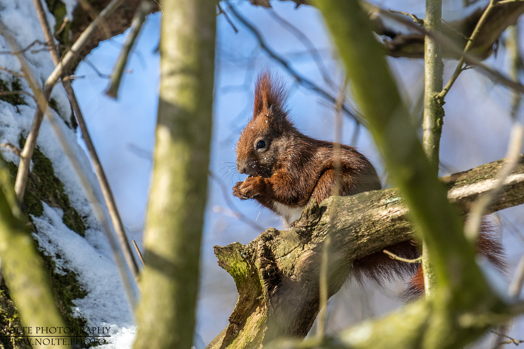 Eichhörnchen im Winter