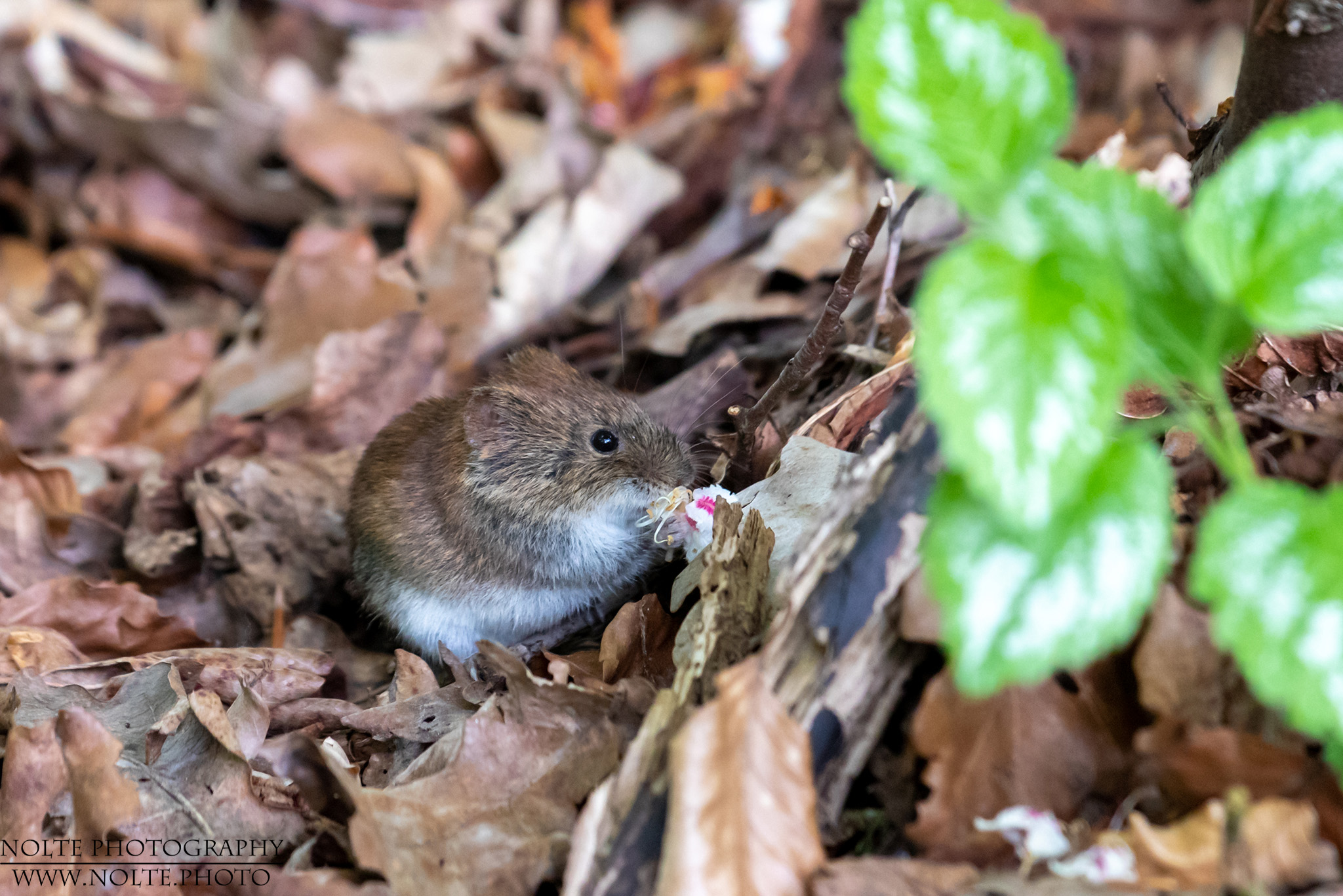 Haselmaus (Muscardinus avellanarius)