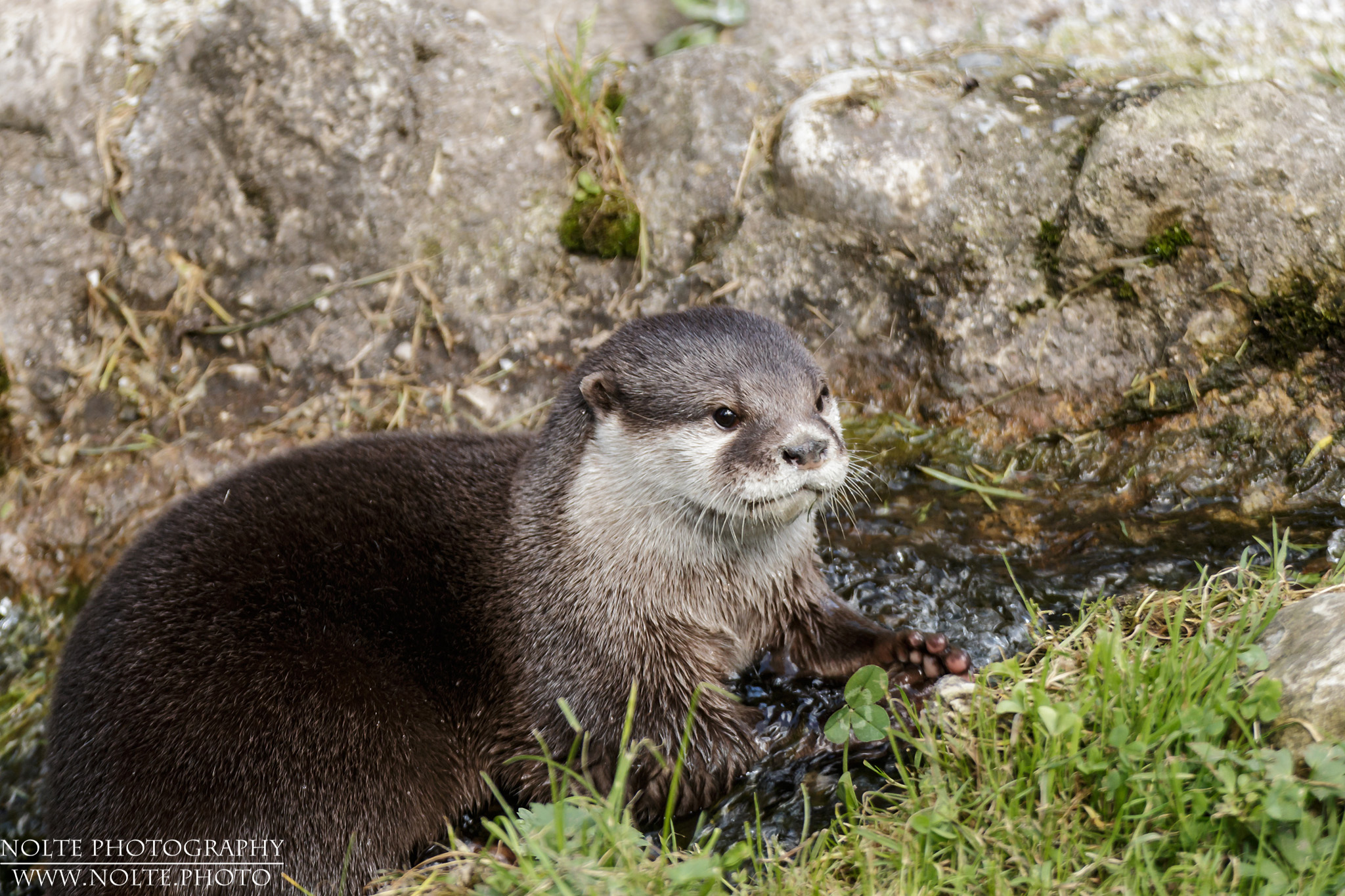 Zwergotter (Aonyx cinerea) im Bach