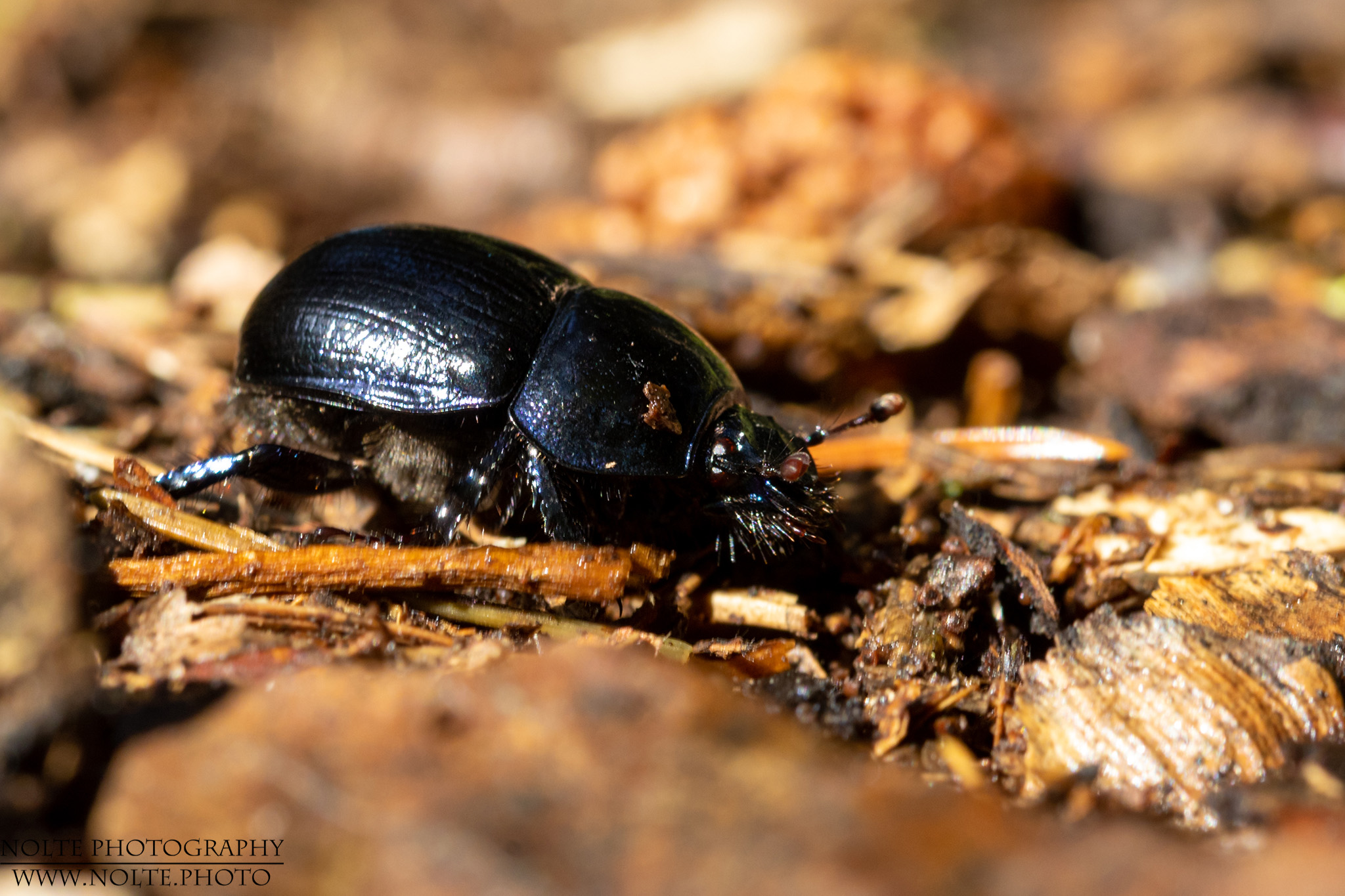 Waldmistkäfer (Anoplotrupes stercorosus)