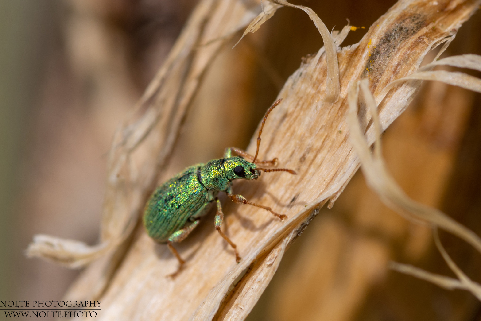 Seidiger Glanzrüssler (Polydrusus formosus syn. Polydrusus sericeus)