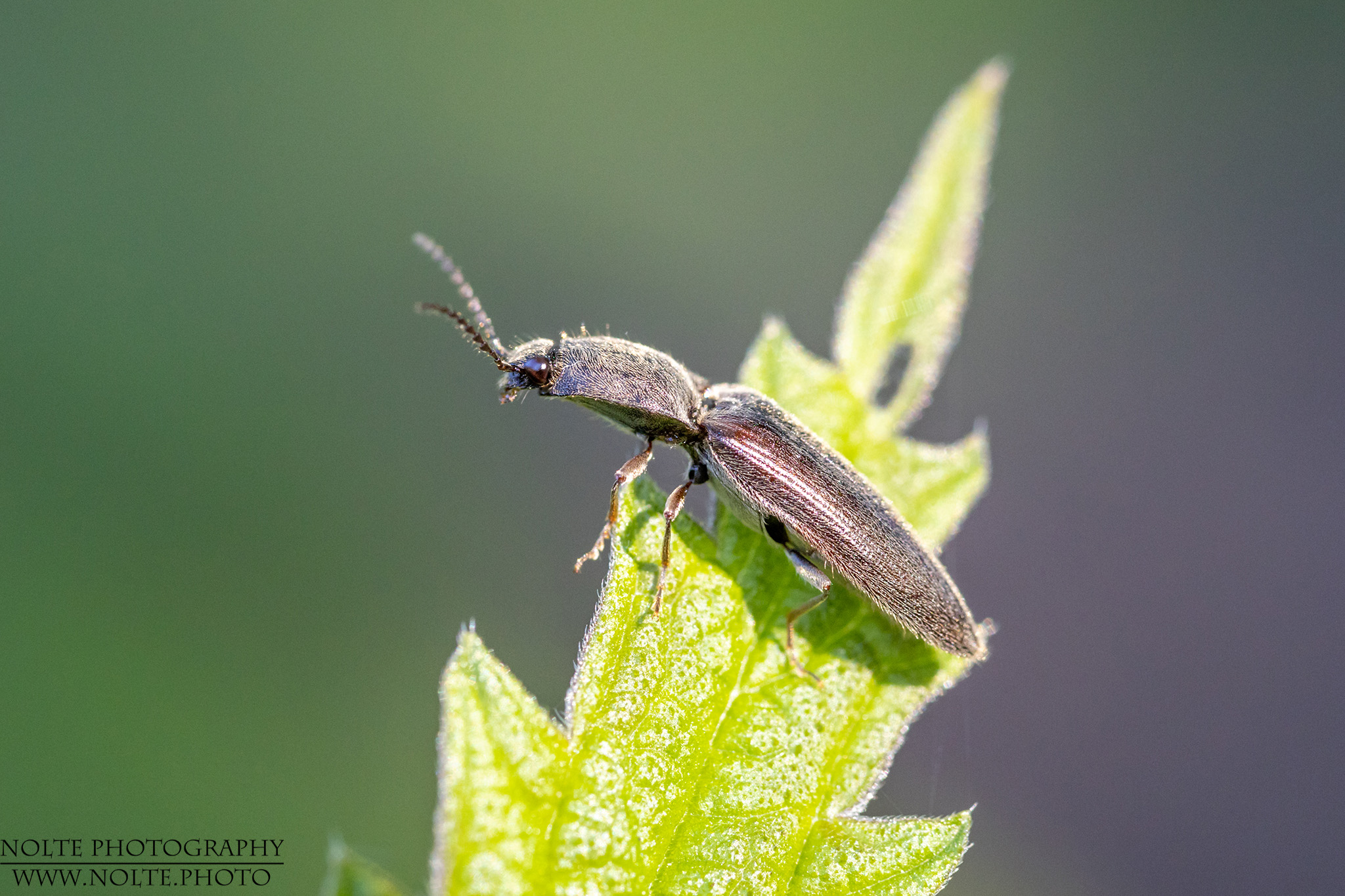 Rotbauchiger Laubschnellkäfer (Athous haemorrhoidalis) auf einem Blatt.
