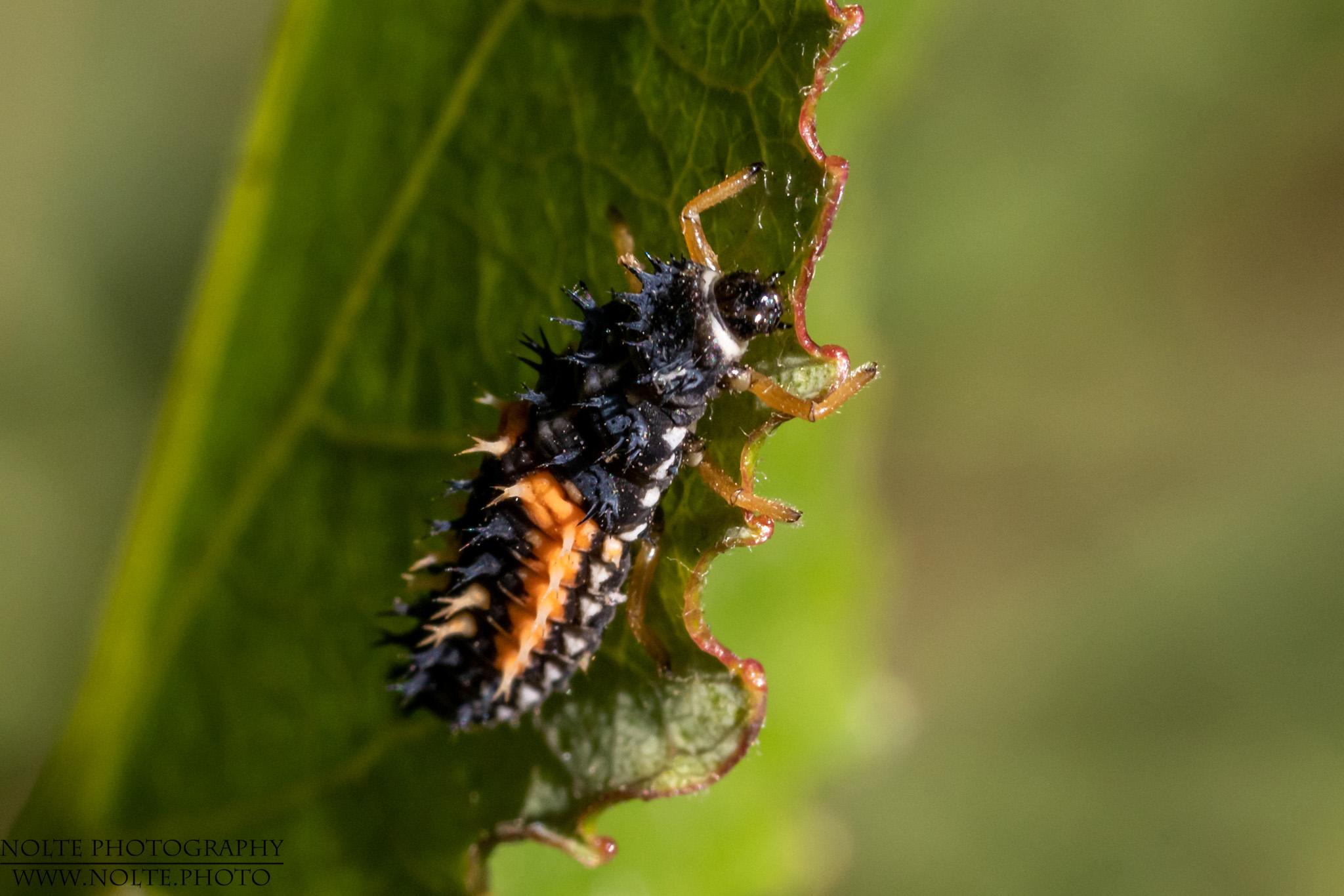 Larve eines Marienkäfers