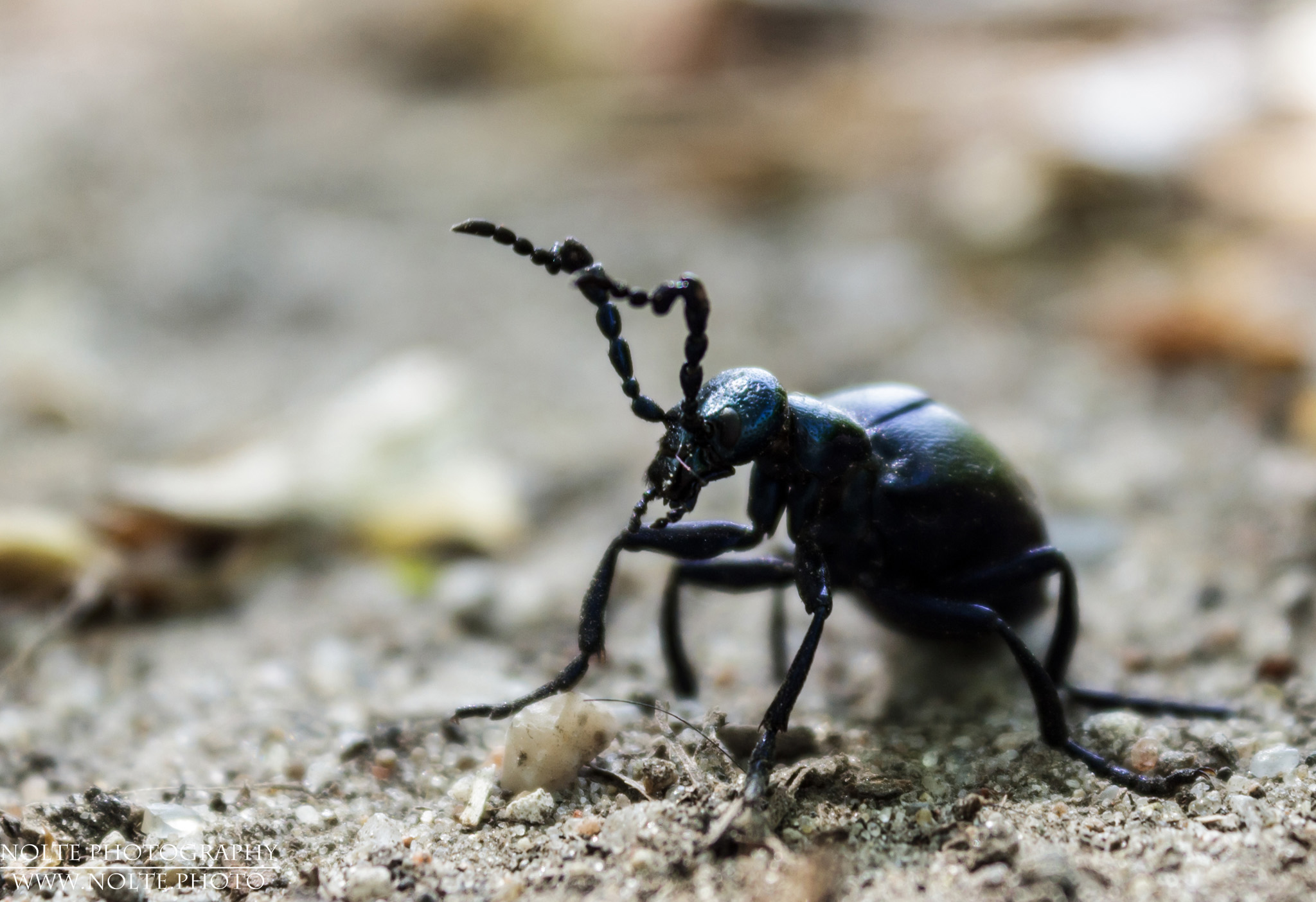 Frontansicht des Schwarzblauen Ölkäfers (Meloe proscarabaeus) auf dem Waldboden