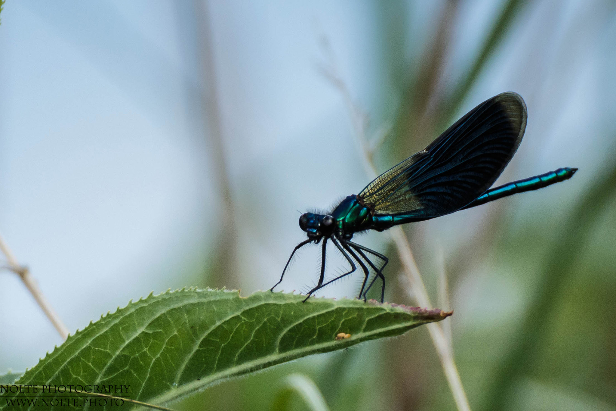 Gebänderte Prachtlibelle von vorne