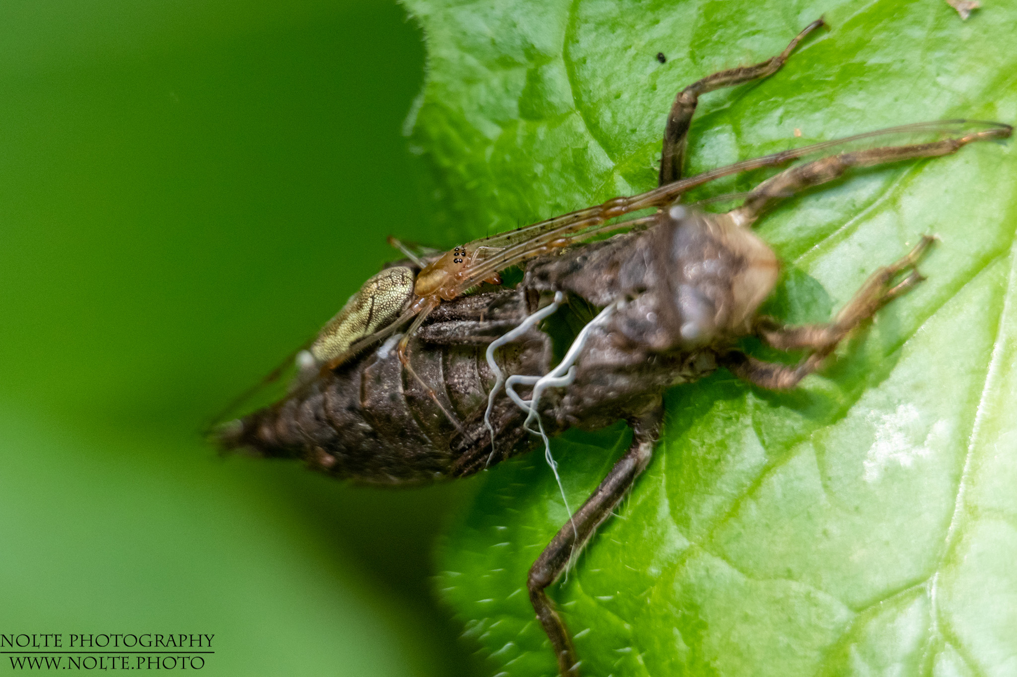 Leere Larvenhülle eine Libelle mit Spinne als Gast