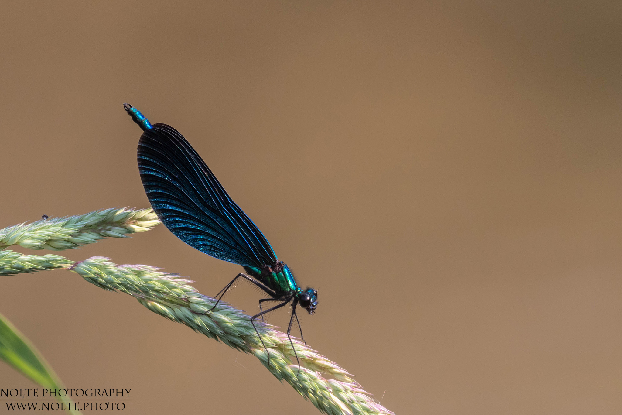 Gebänderte Prachtlibelle (Calopteryx splendens)