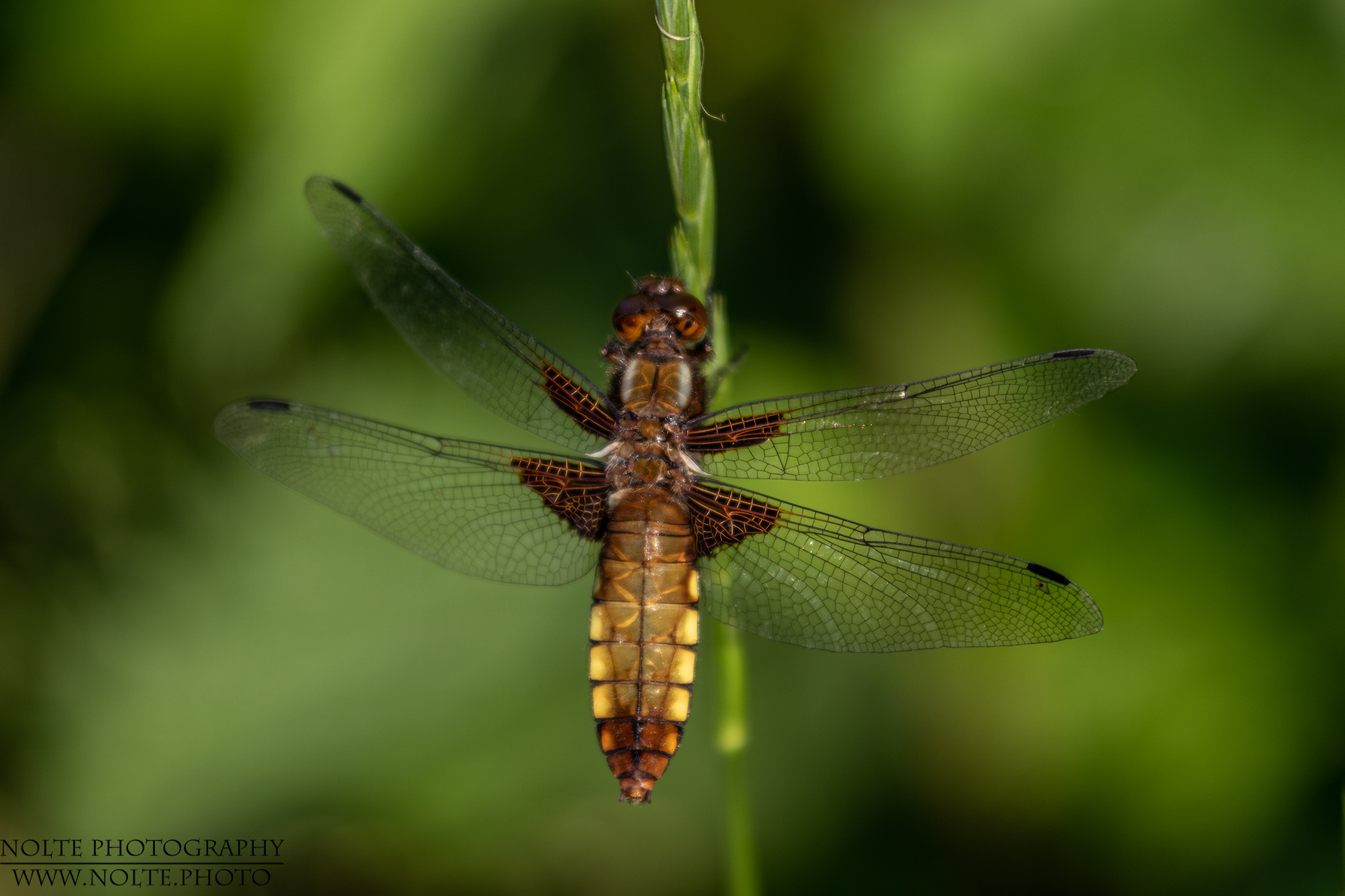 Plattlibelle an einem Grashalm