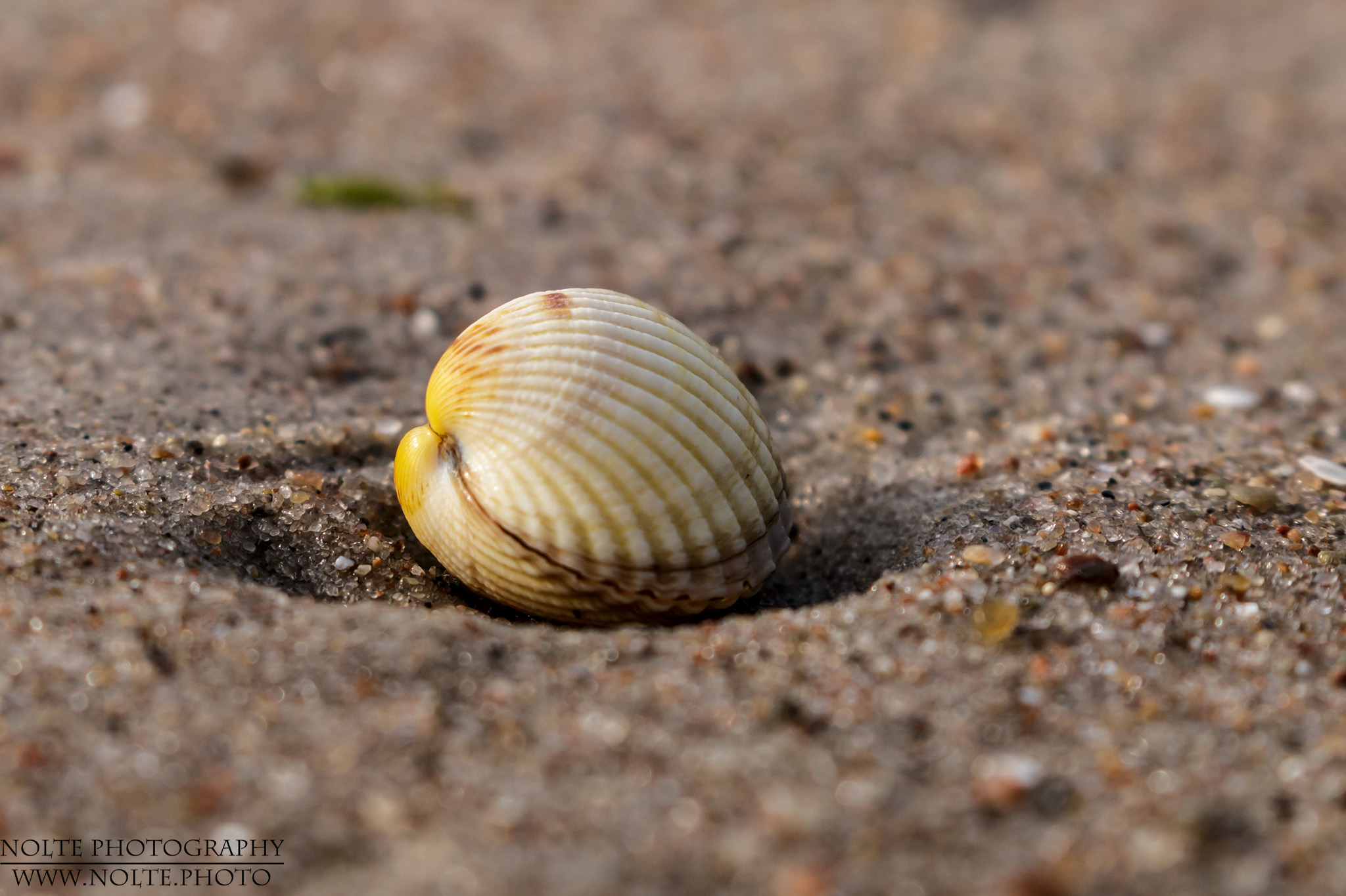 Muscheln
