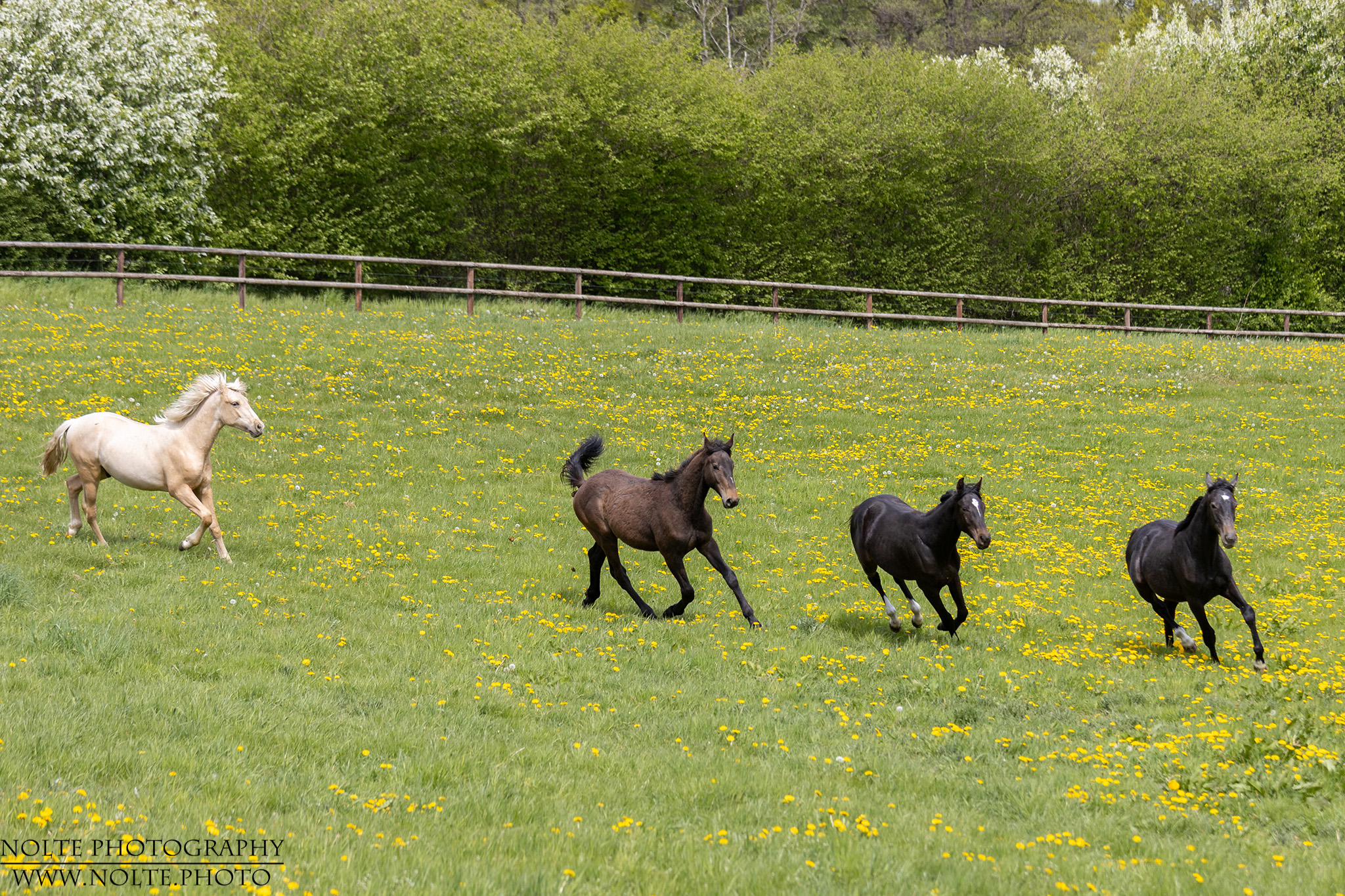 Rennen auf der Koppel