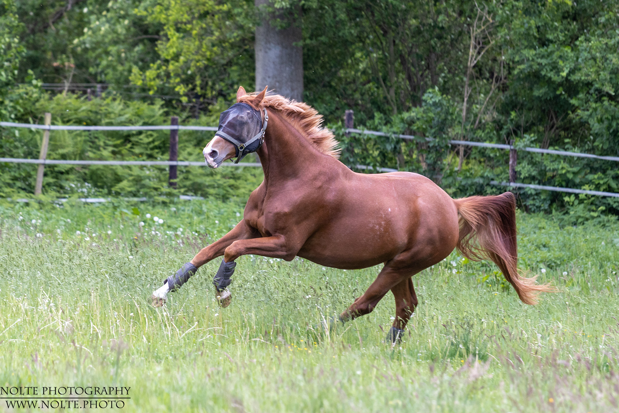 Spass auf der Sommerweide