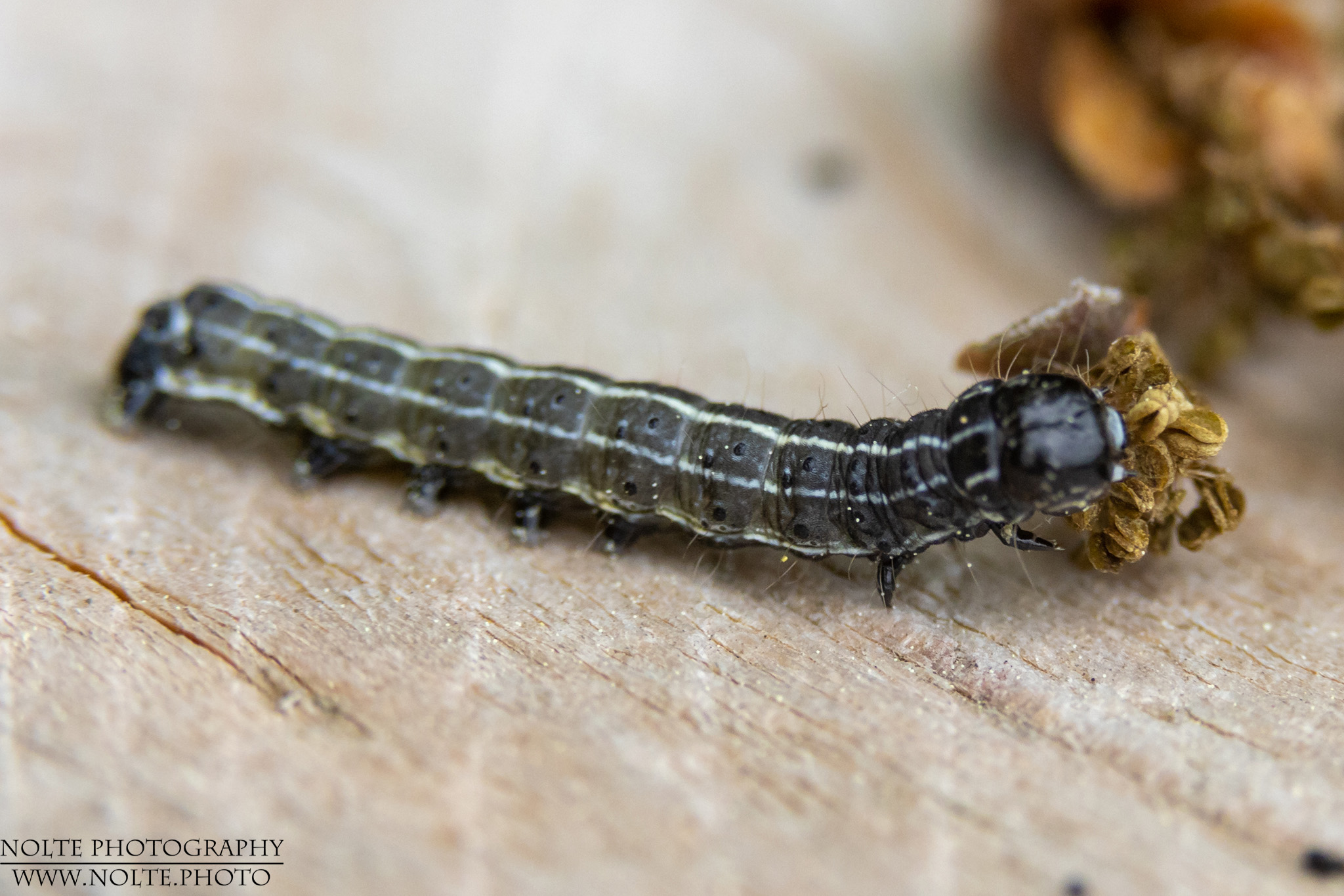Kleine Kätzcheneule (Orthosia (Monima) cruda, Syn.: Taeniocampa pulverulenta)