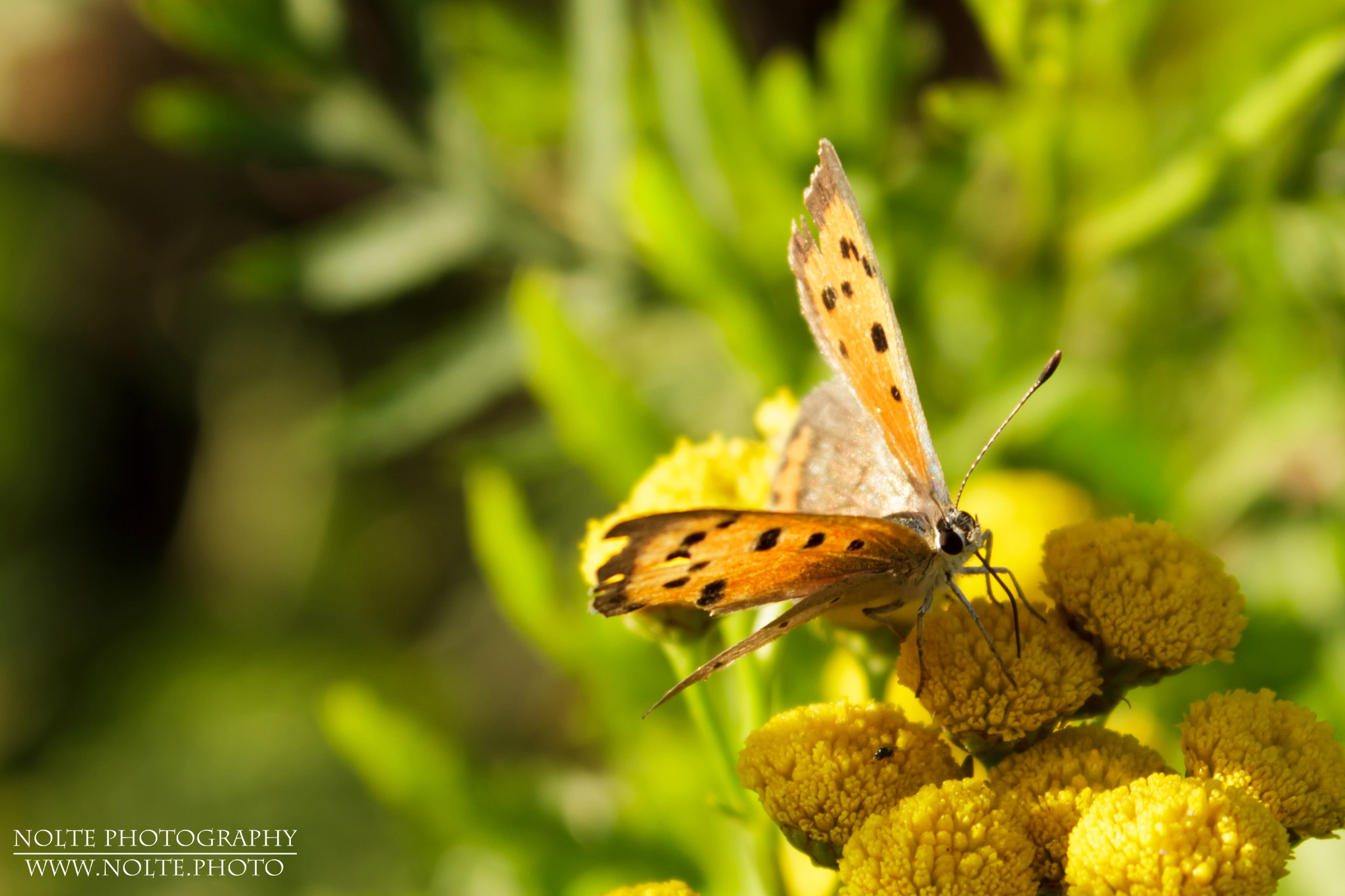 Kleiner Feuerfalter (Lycaena phlaeas) sitzt auf einem Rainfarn