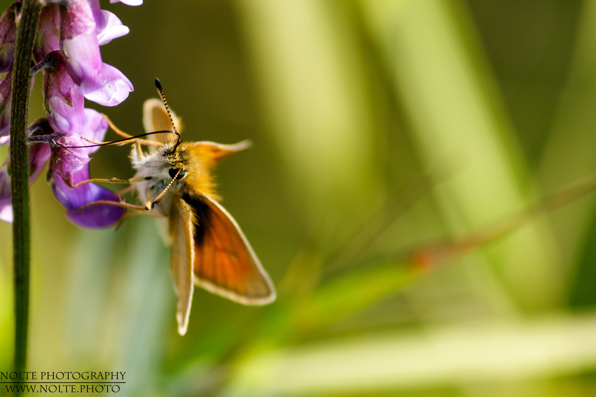 Kopf des Schwarzkolbigen Braun-Dickkopffalters (Thymelicus lineola)