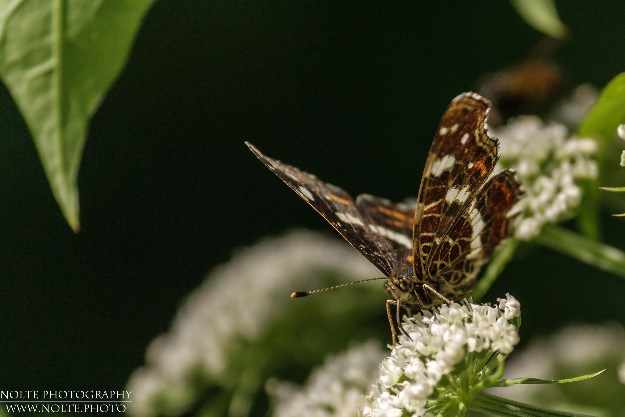 Ein Landkärtchen (Araschnia levana) bei der Ernte