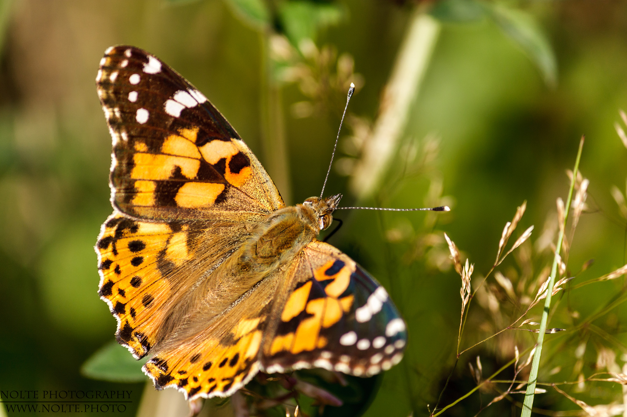 Ein Distelfalter (Vanessa cardui) von oben.