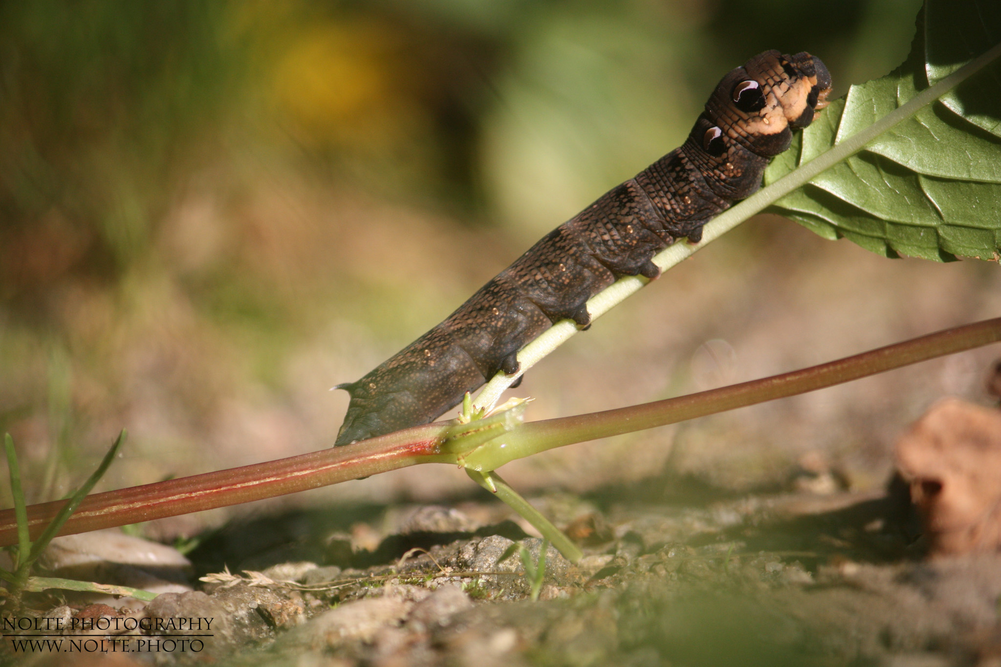 Fast ausgewachsene Raupe des Mittleren Weinschwärmers (Deilephila elpenor)
