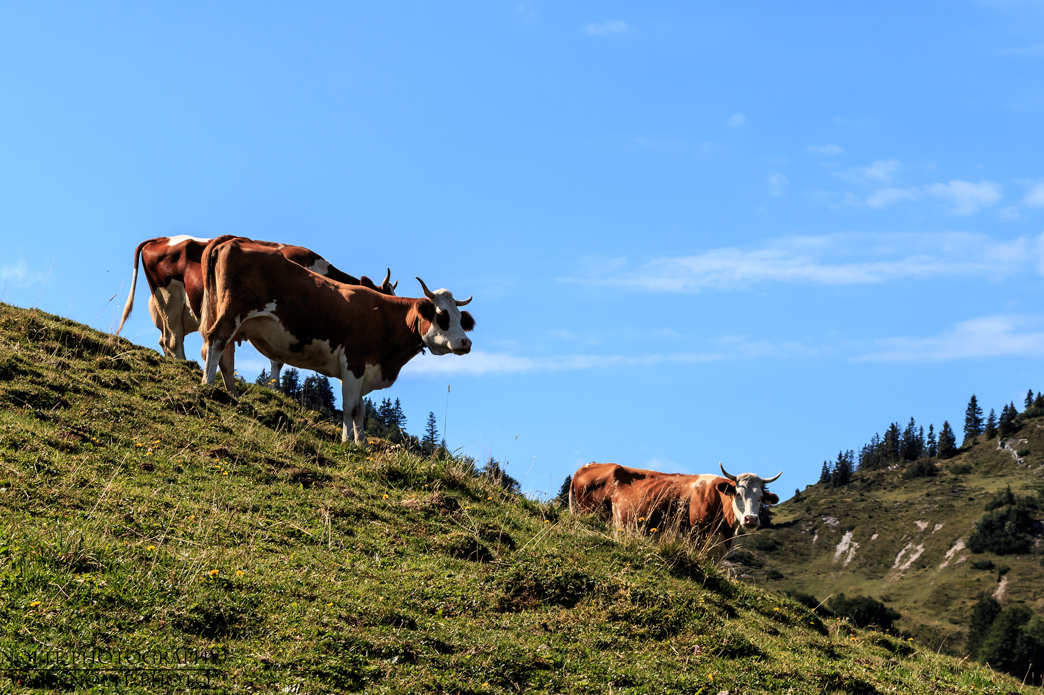 Eine Kuhherde auf einer Tiroler Alm