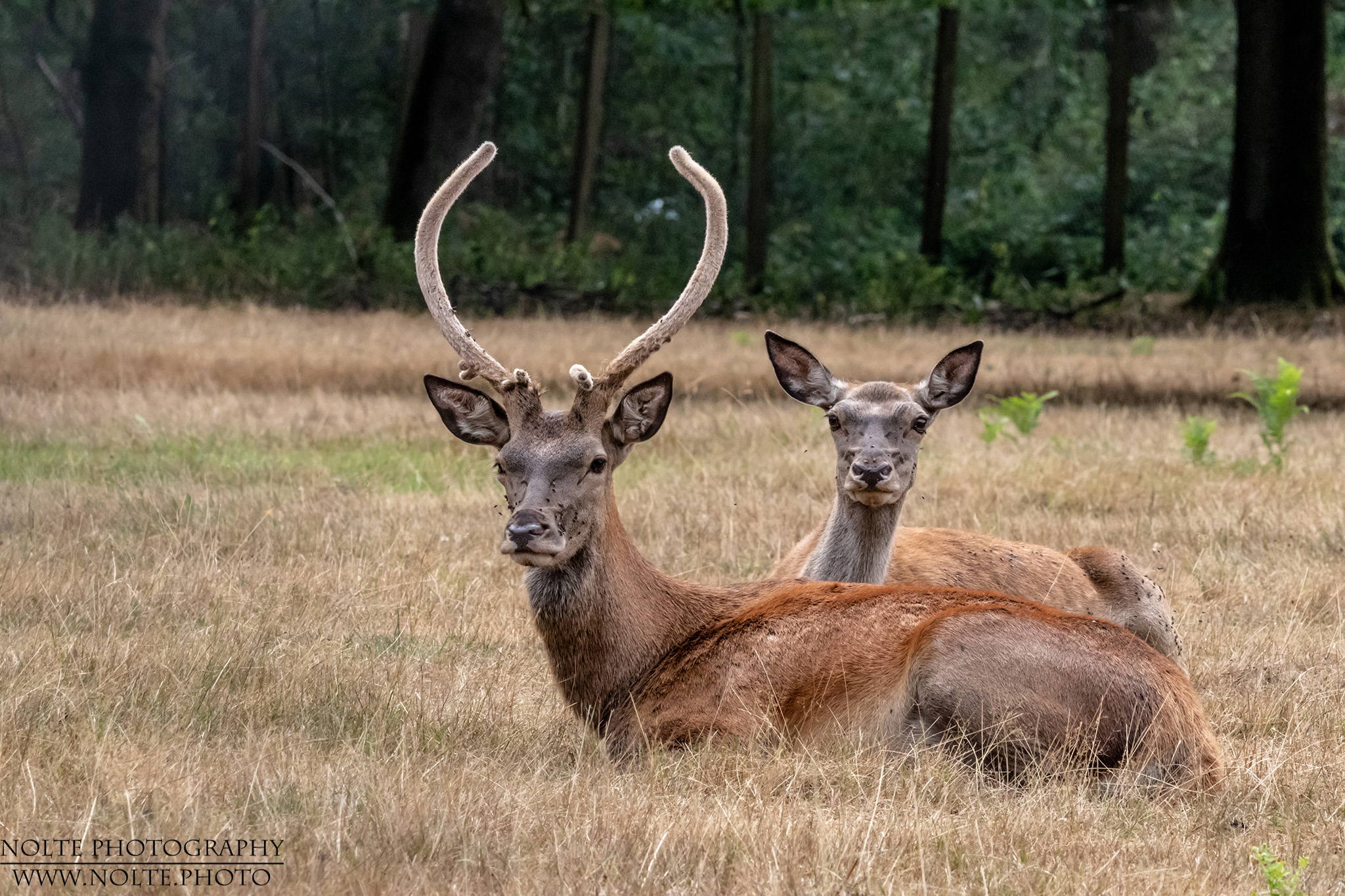 Damwild macht es sich gemütlich