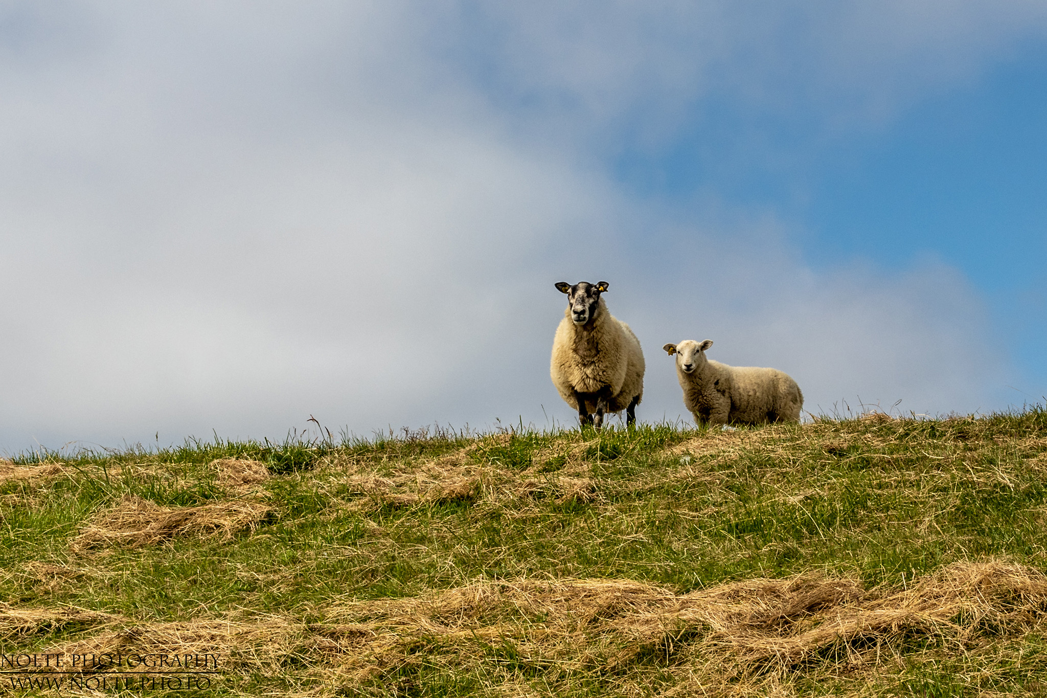Schafe Und Ziegen