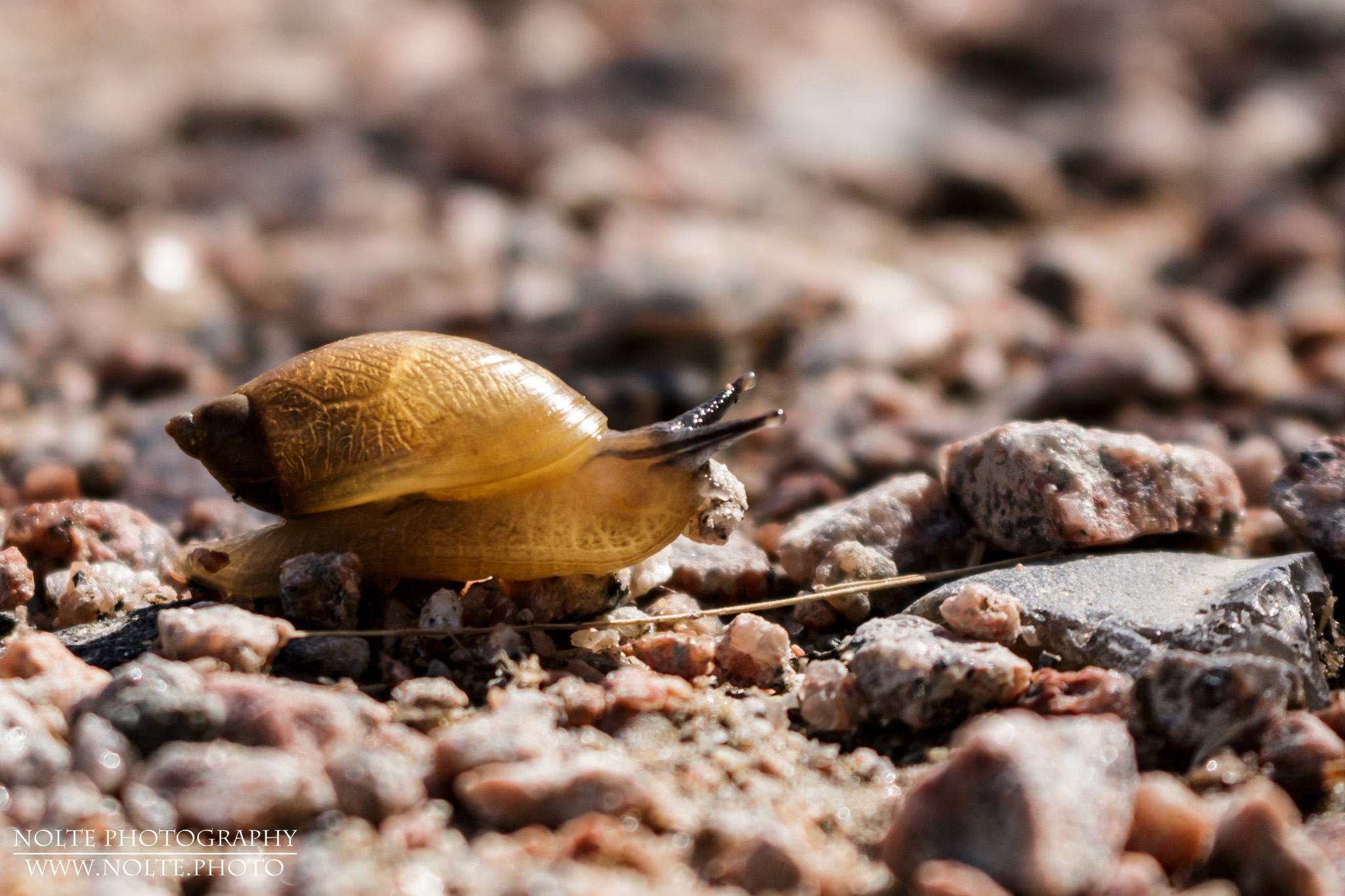 Eine Gemeine Bernsteinschnecke (Succinea putris) klettert über Kiesel