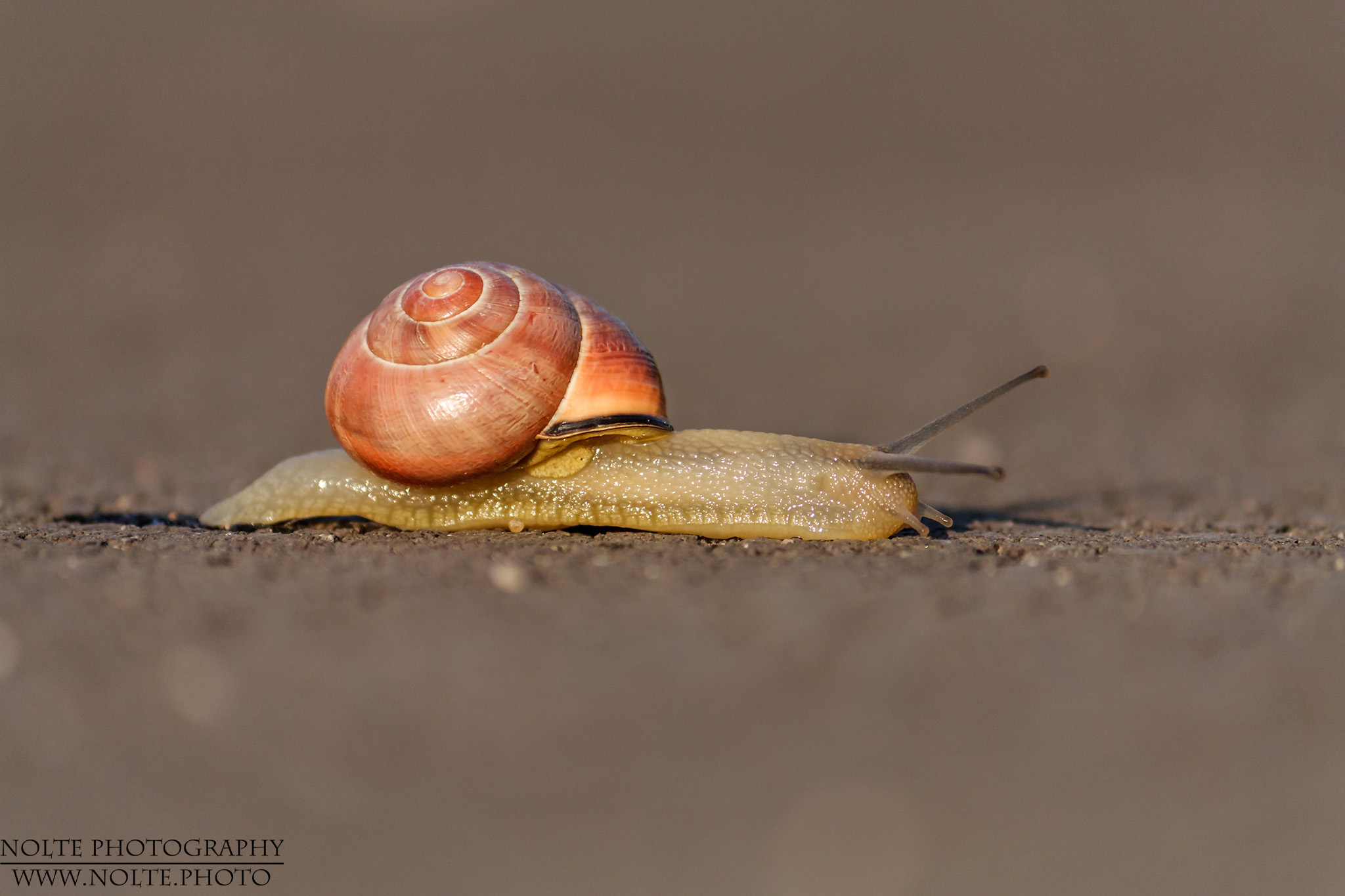 Hain-Bänderschnecke (Cepaea nemoralis)