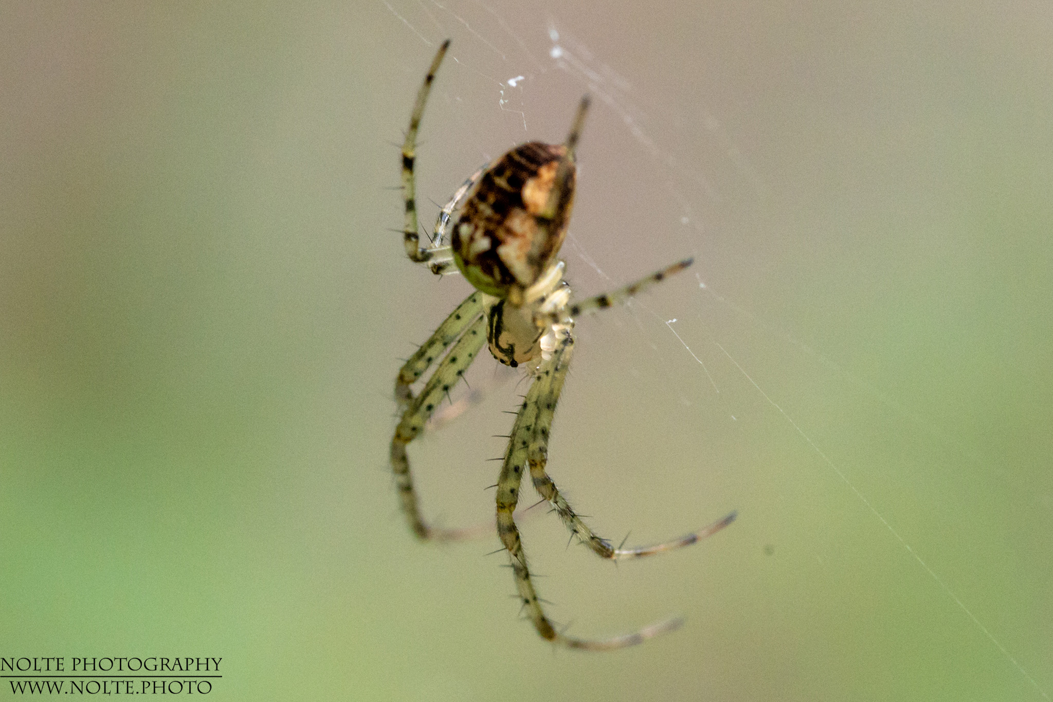 Winzige Baldachinspinne (Linyphiidae spec.) in ihrem Netz