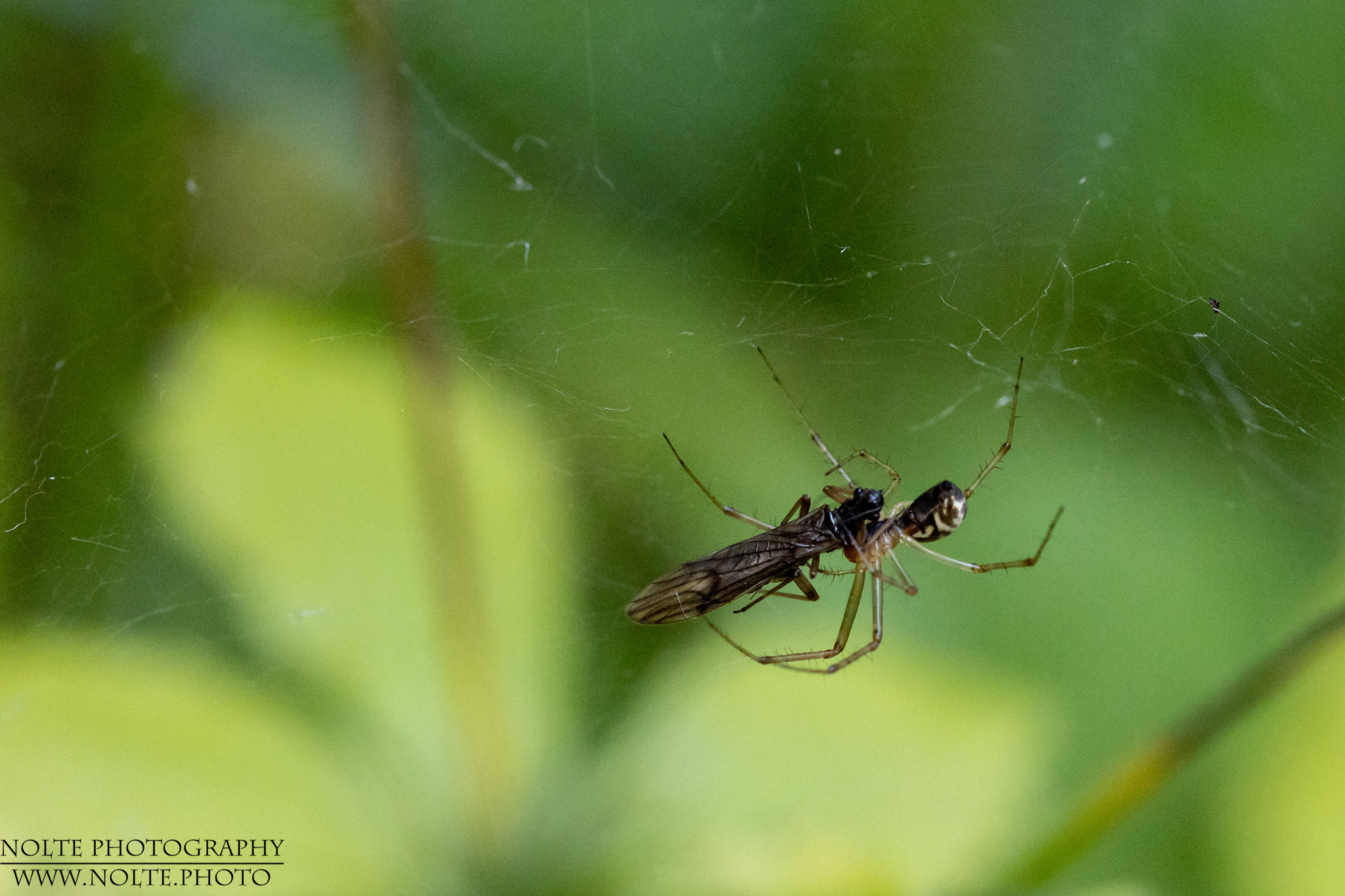 Baldachinspinne (Linyphiidae spec.) mit Beute