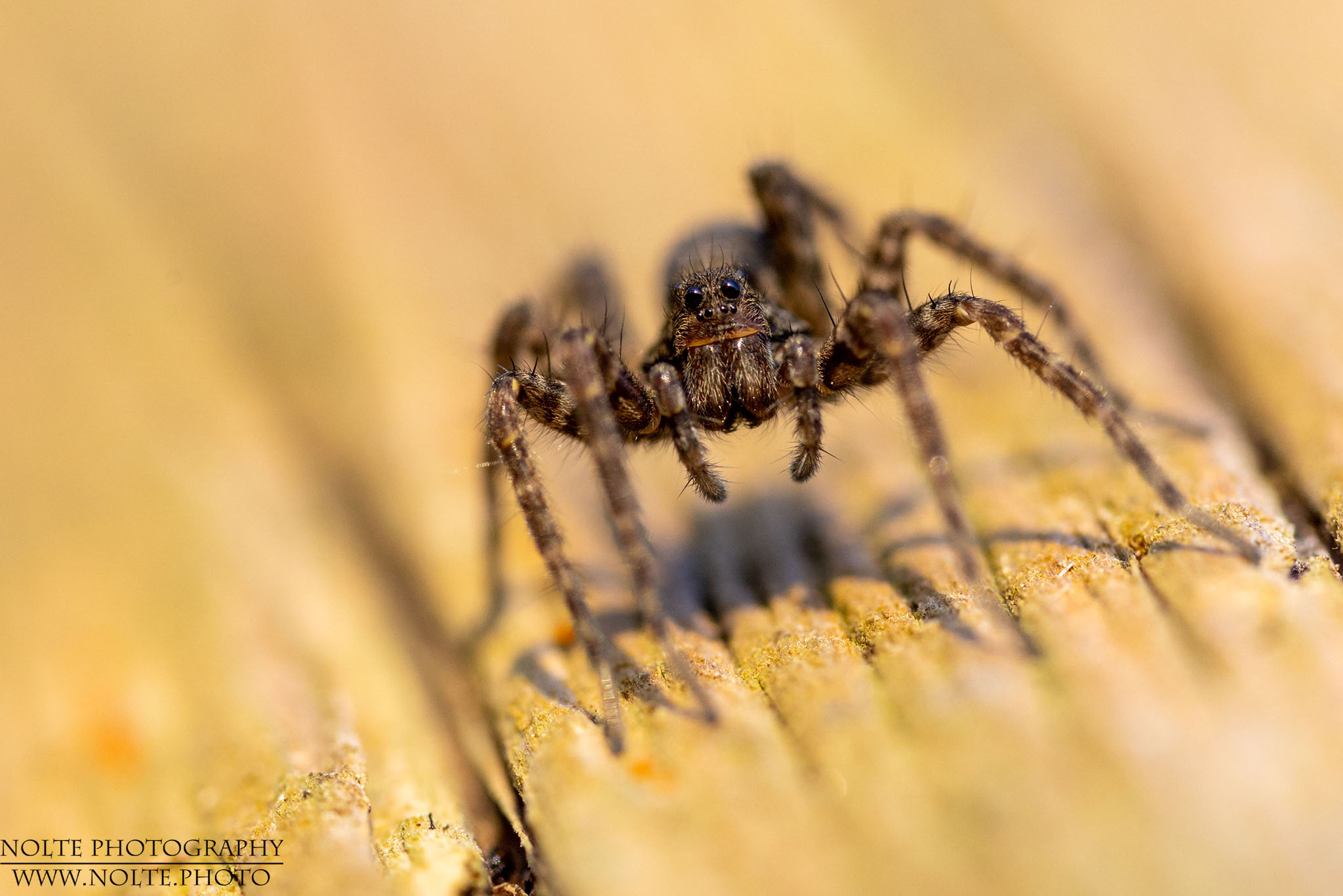 Aufgerichtete Wolfsspinne