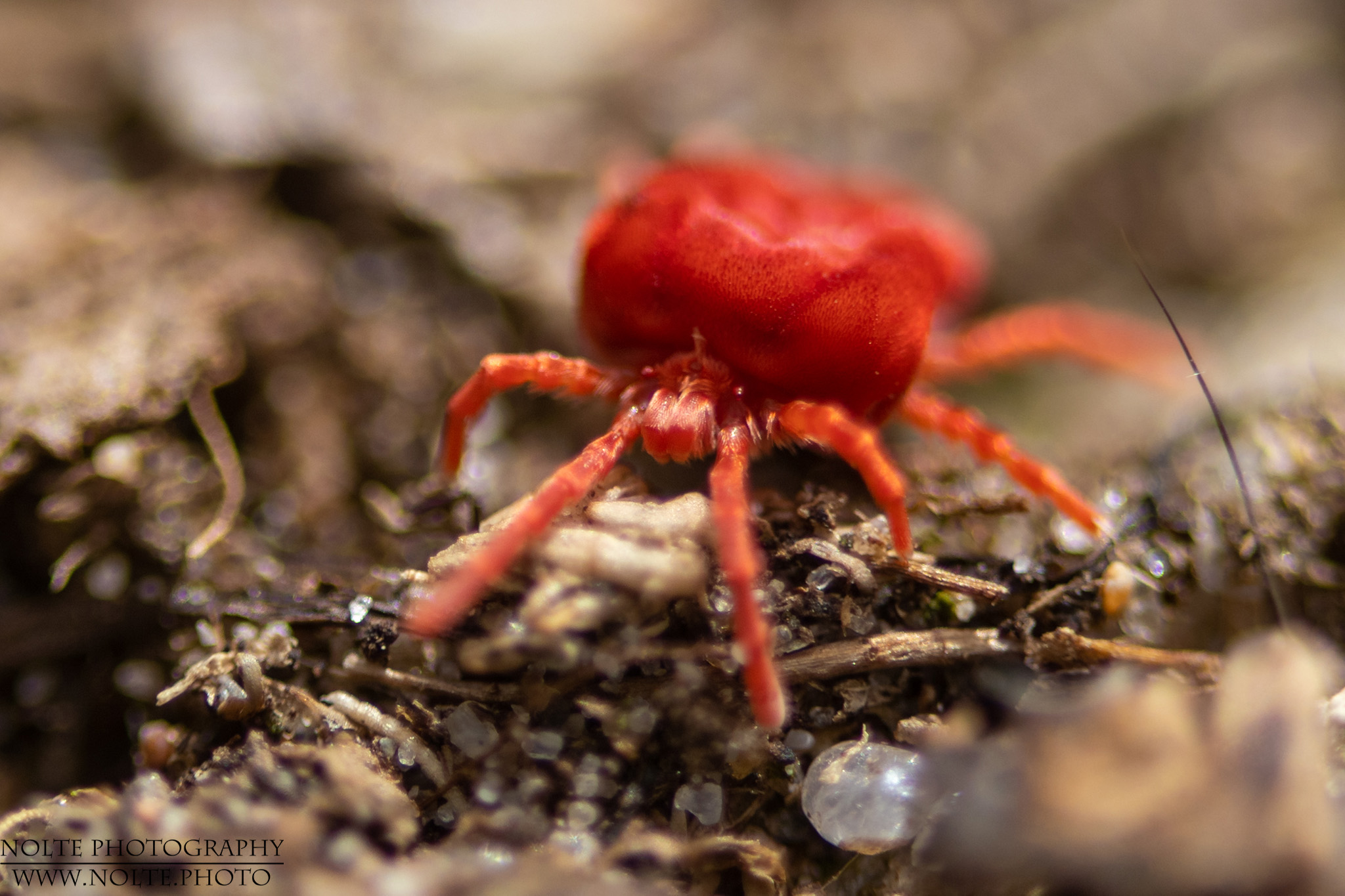 Rote Samtmilbe (Trombidium holosericeum)