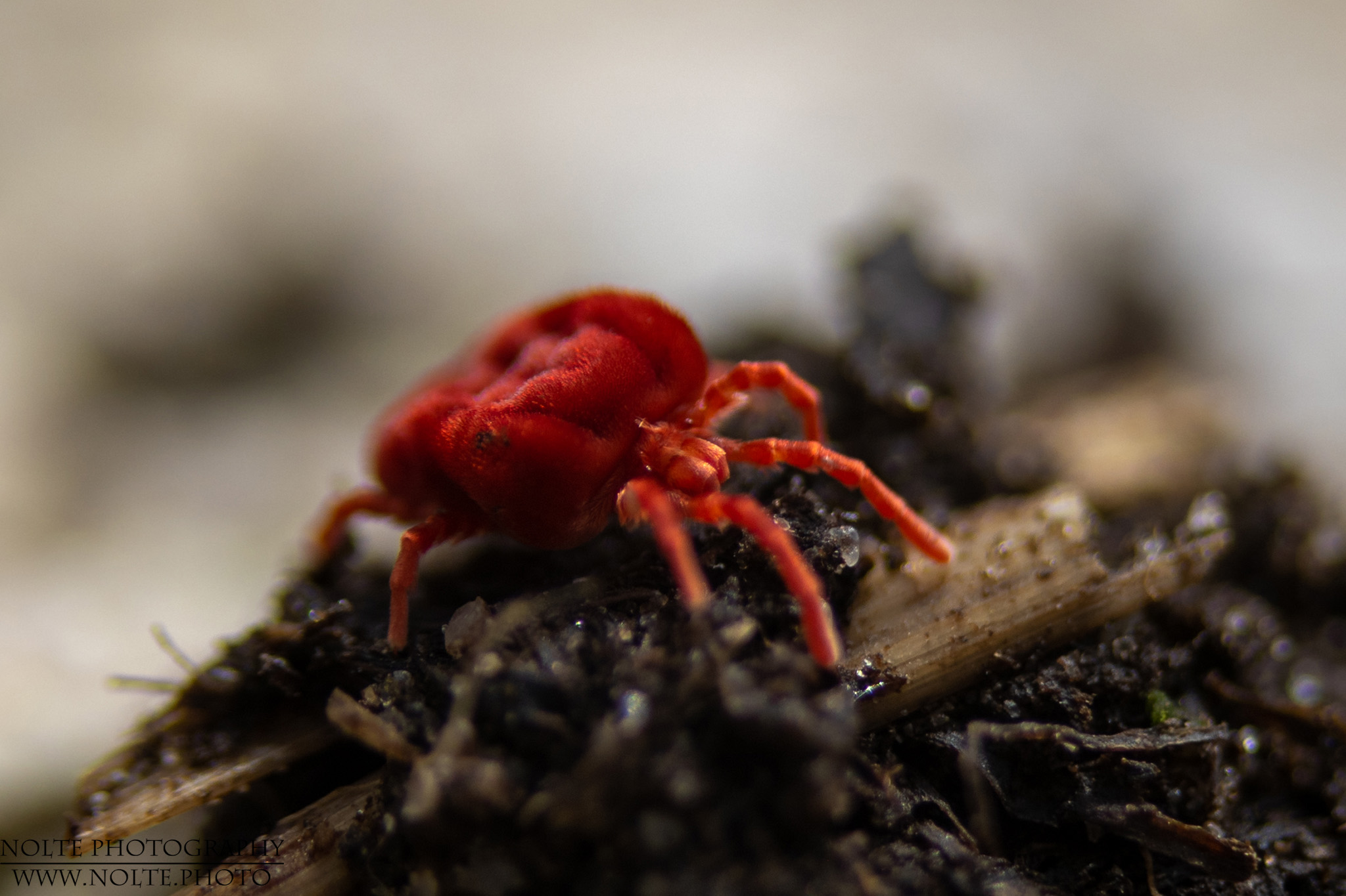Rote Samtmilbe (Trombidium holosericeum)