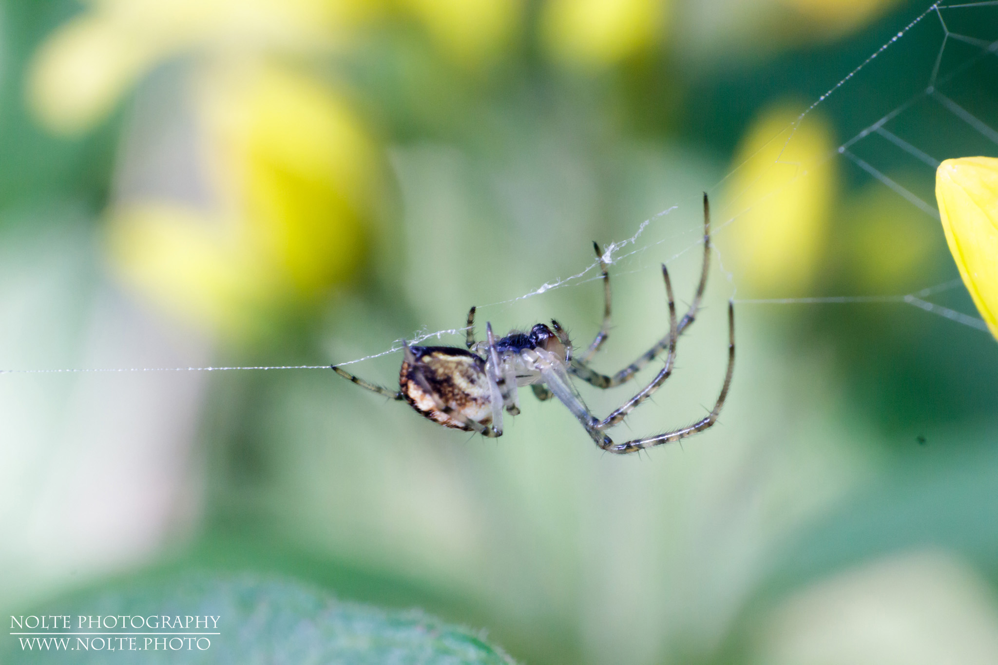 Eine Baldachinspinne (Linyphiidae spec.) läuft kopfüber in ihrem Netz. Aufnahme mit Objektiv in Retro-Stellung.
