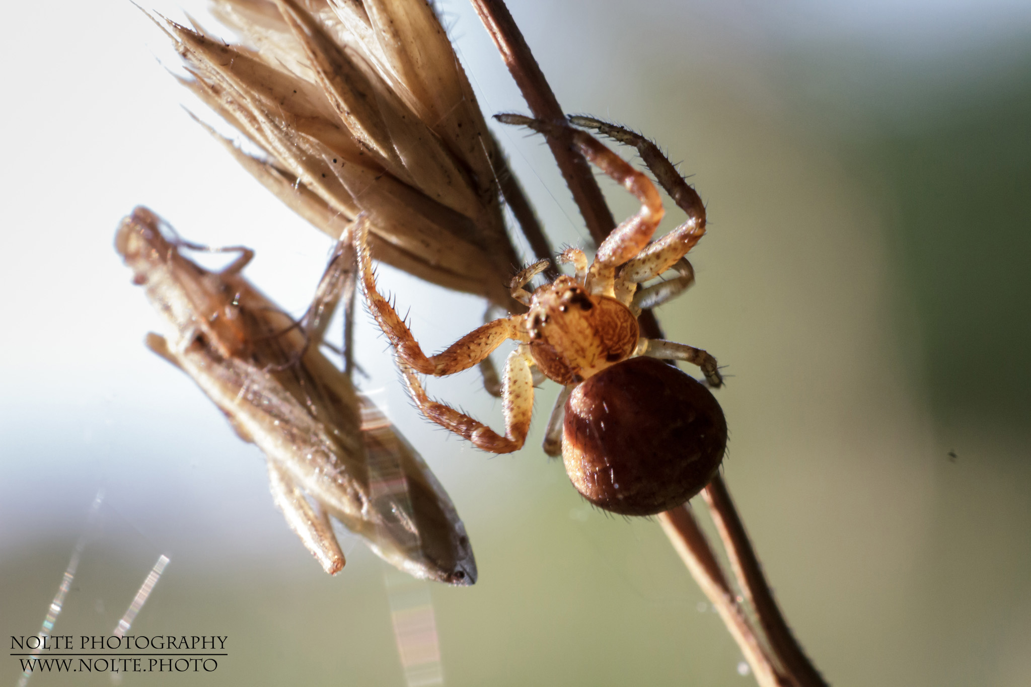 Aufnahme einer Braune Krabbenspinne (Xysticus spec) im Gegenlicht.