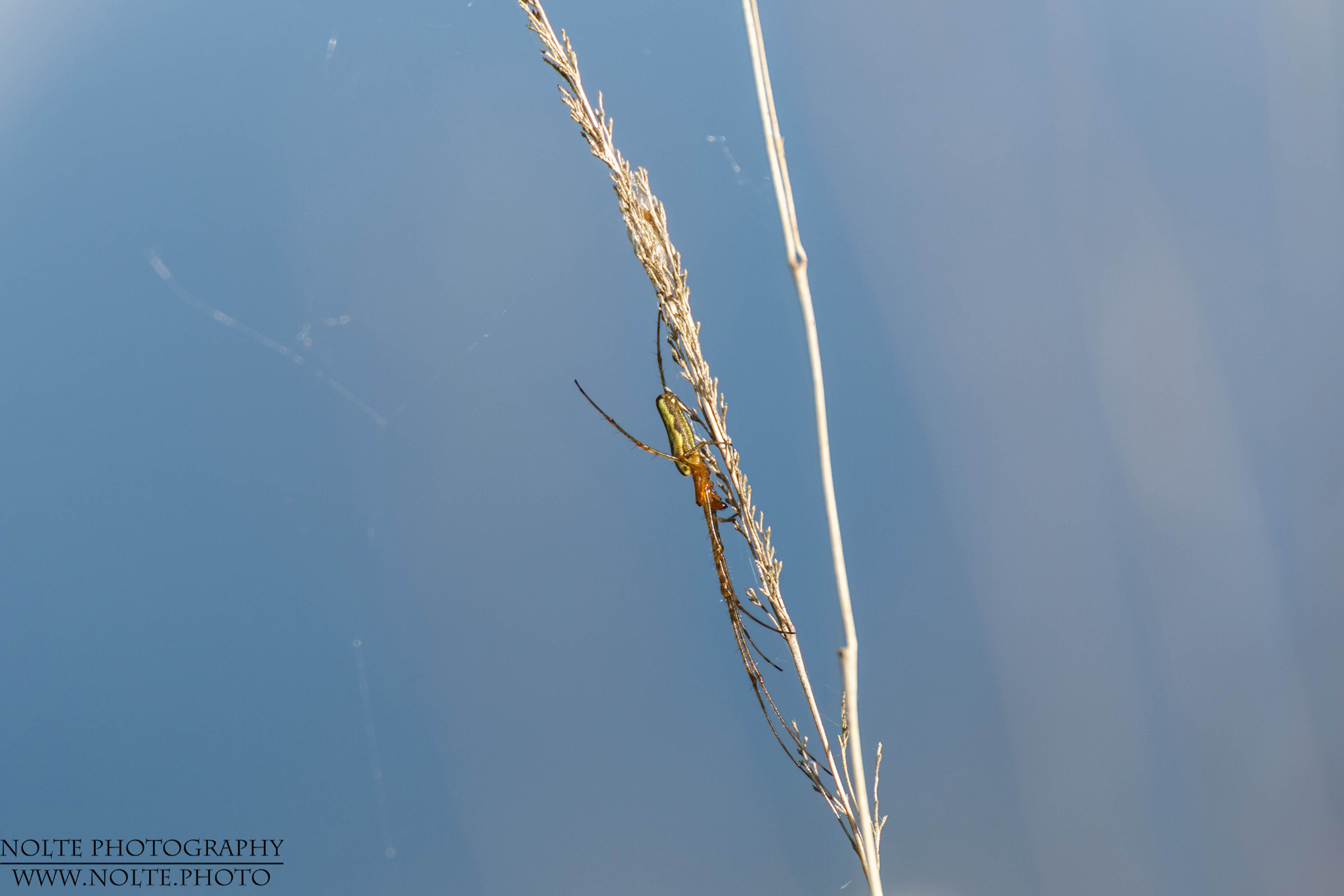 Eine Gemeine Streckerspinne (Tetragnatha extensa) sitzt an einem Grashalm