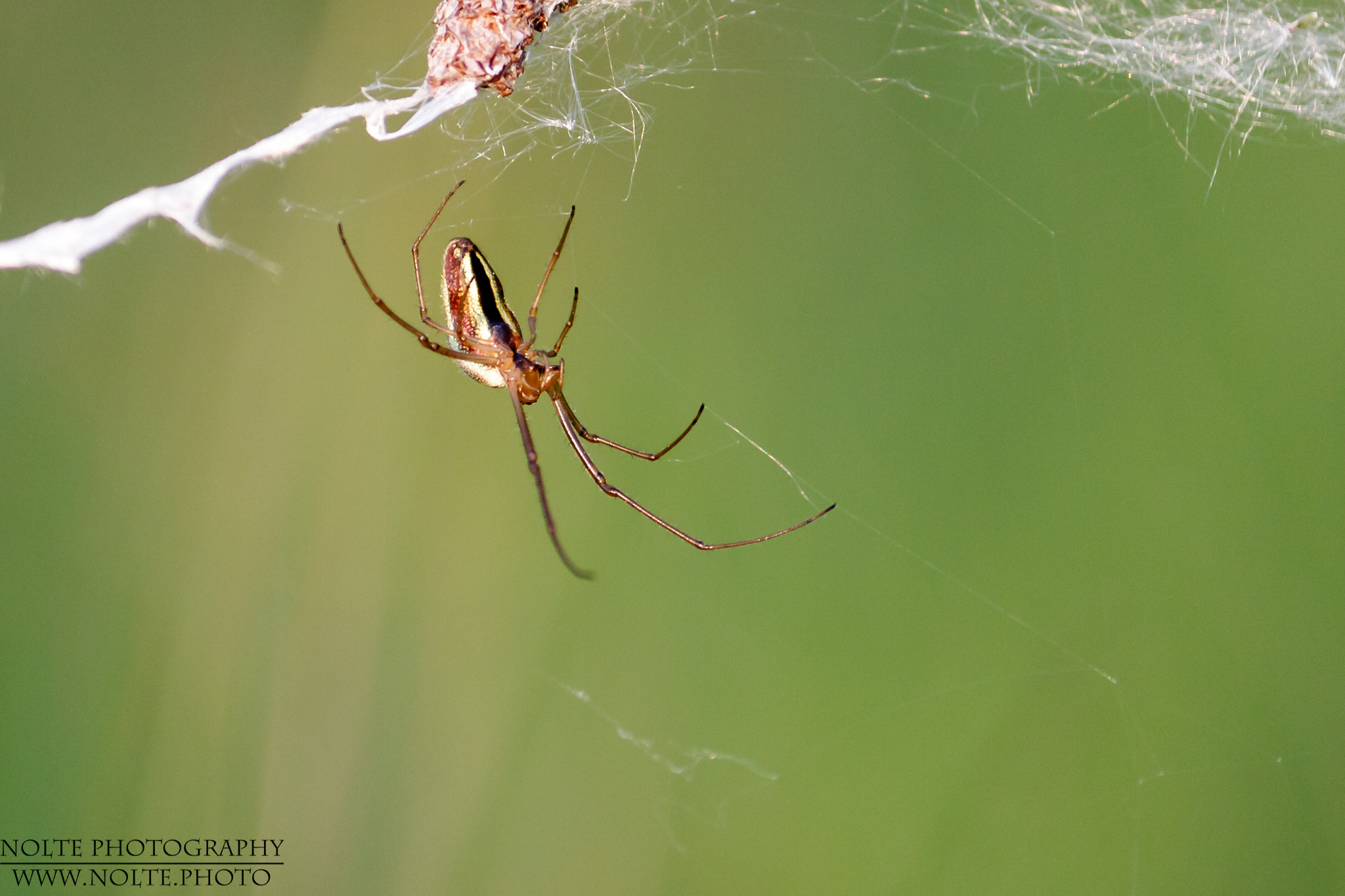 Streckerspinne im Netz