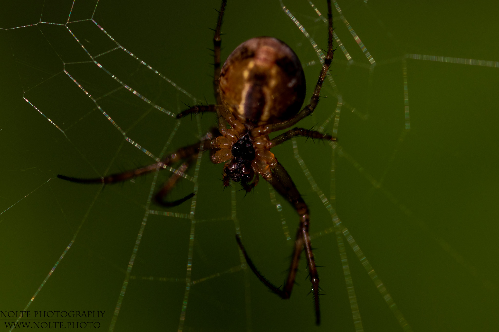 Nahaufnahme der Unterseite einer Herbstspinne (Metellina segmentata)