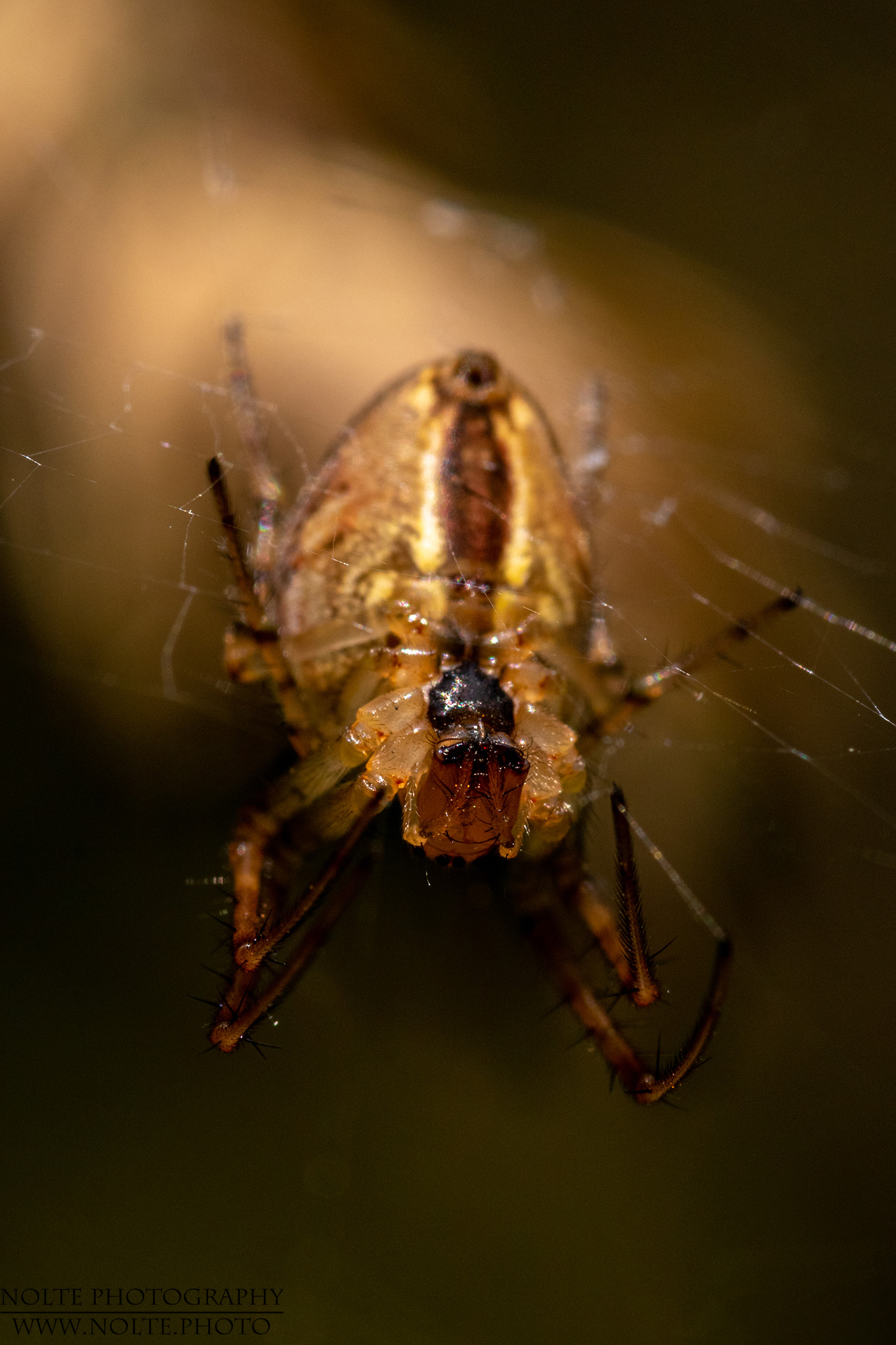 Nahaufnahme der Unterseite einer Herbstspinne (Metellina segmentata)