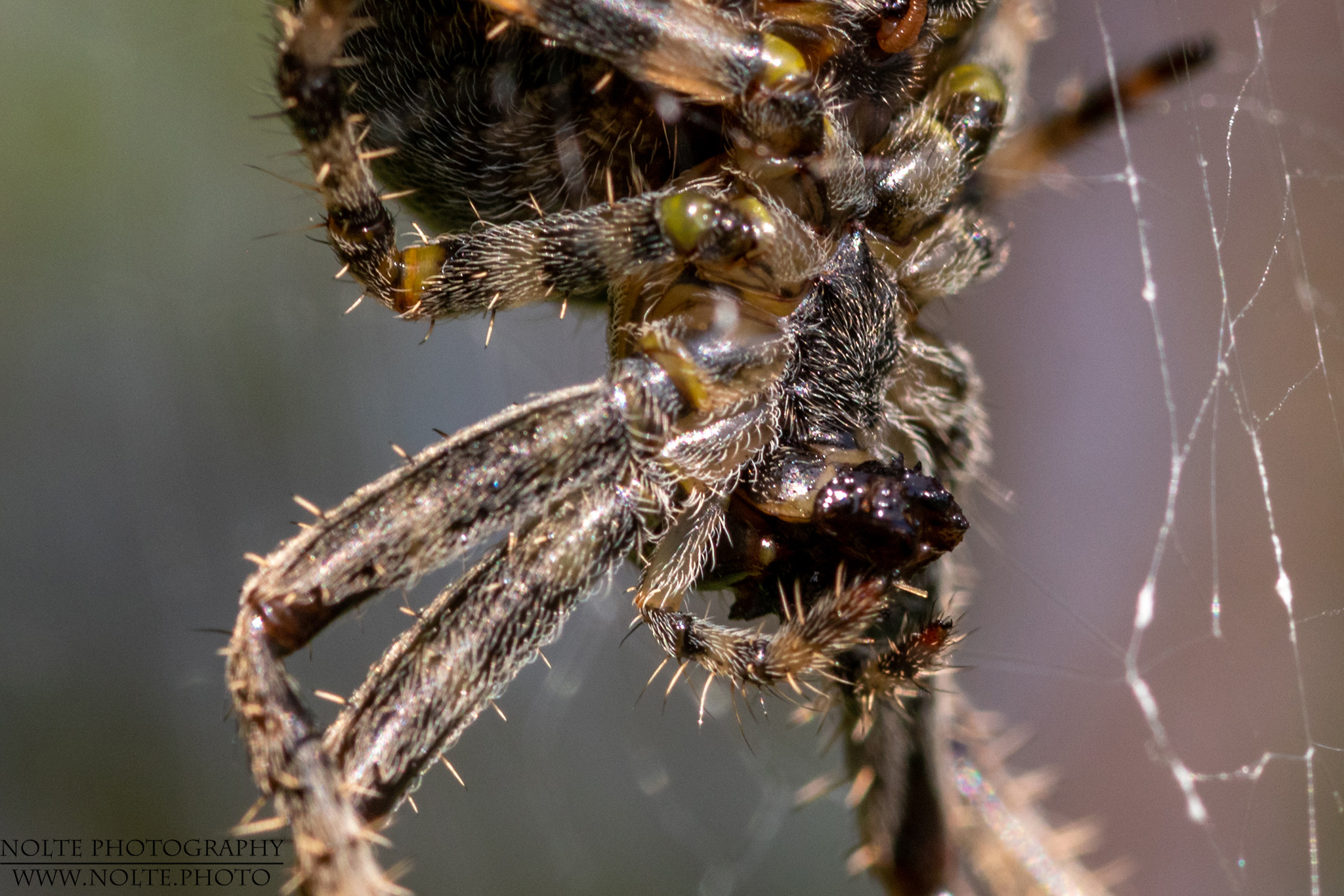 Gartenkreuzspinne (Araneus diadematus) in der Nahansicht