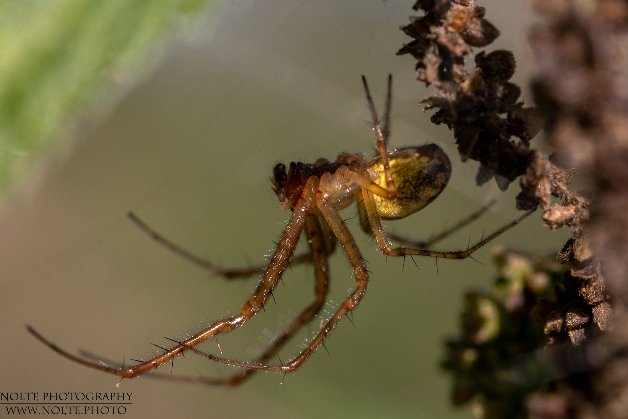 Baldachinspinne (Linyphiidae spec.) im Netz
