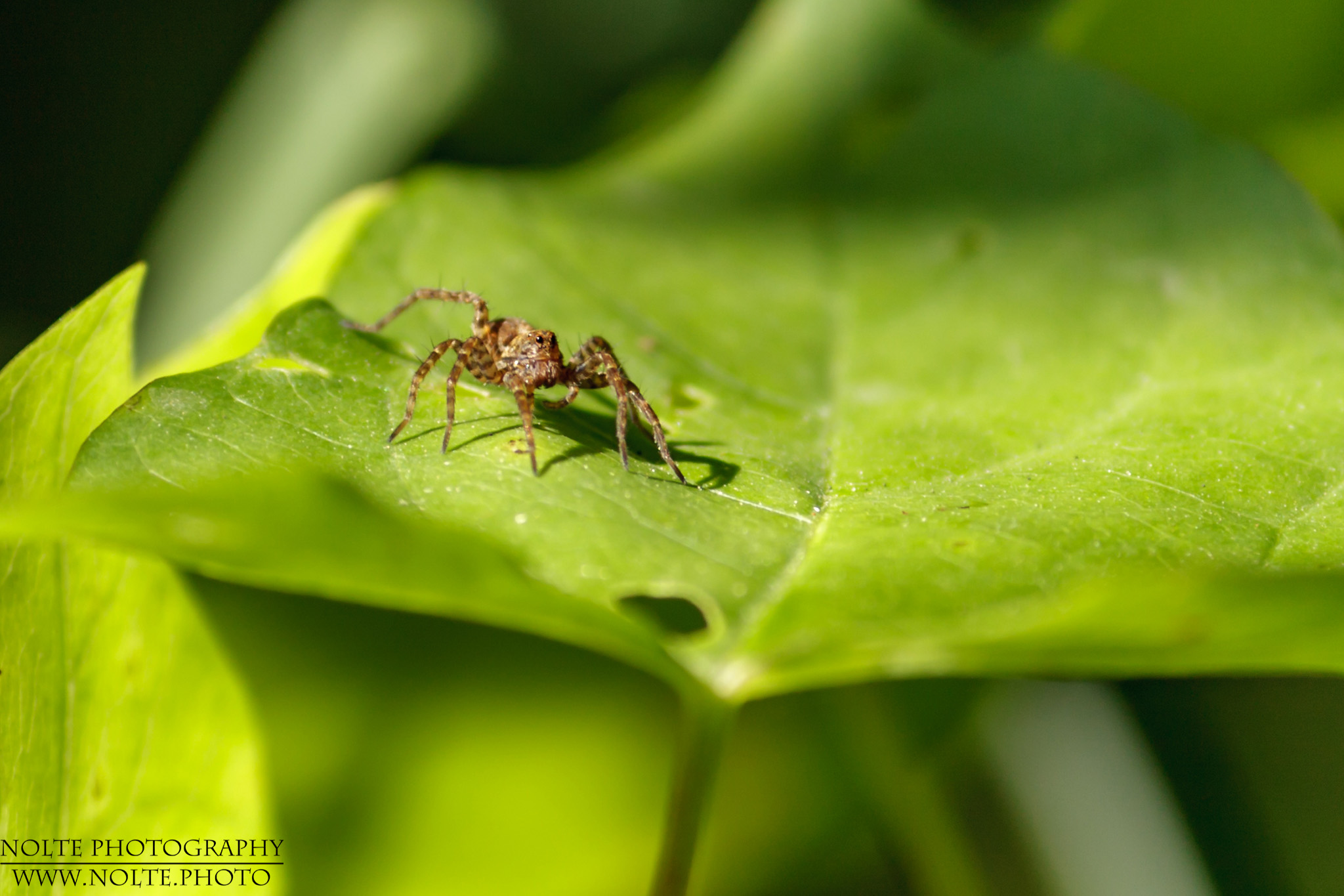Eine kleine Wolfsspinne (Pardosa amentata) auf einem Blatt