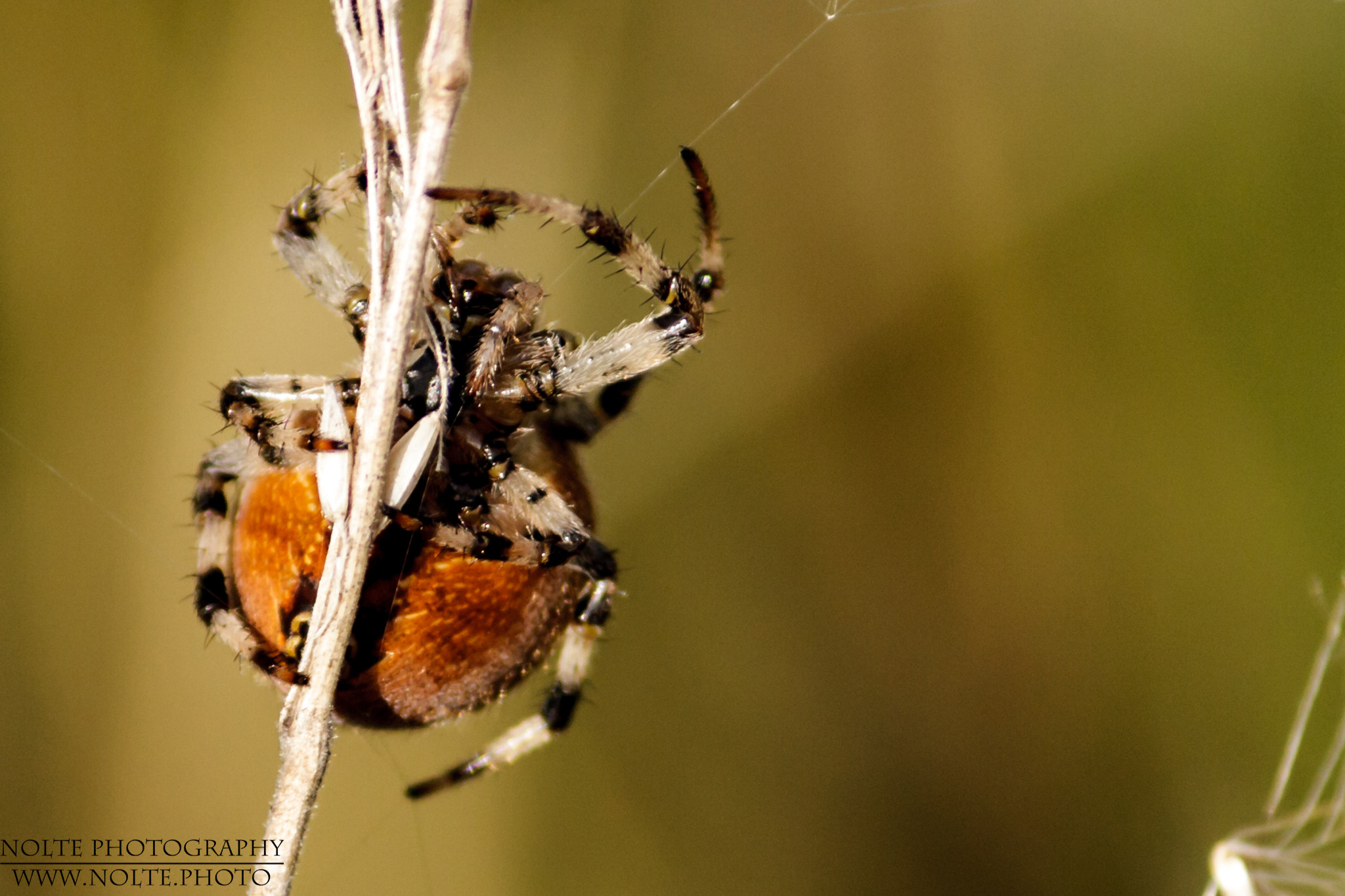Unterseite der Vierfleckkreuzspinne (Araneus quadratus)