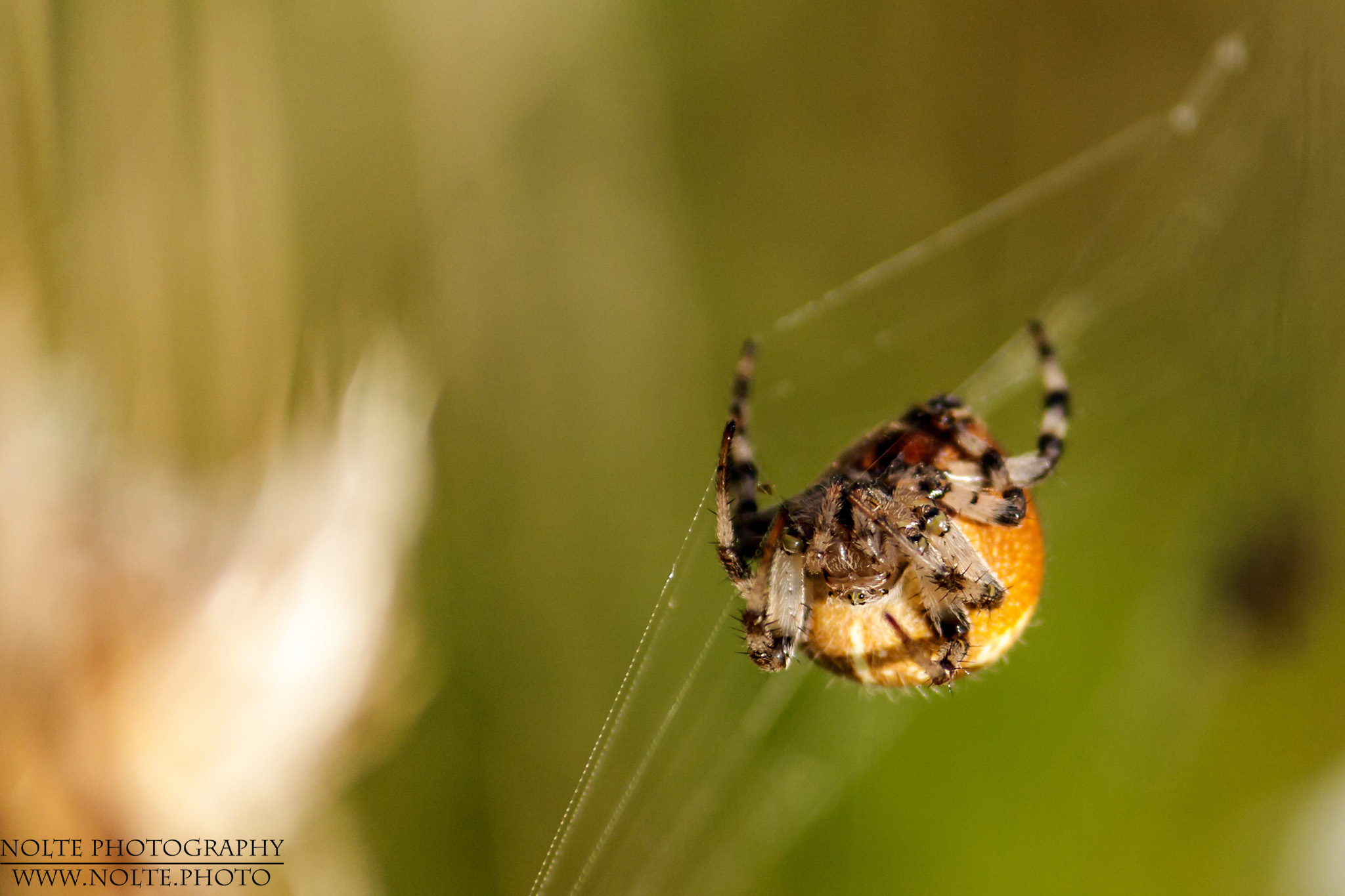 Kopfansicht der Vierfleckkreuzspinne (Araneus quadratus)