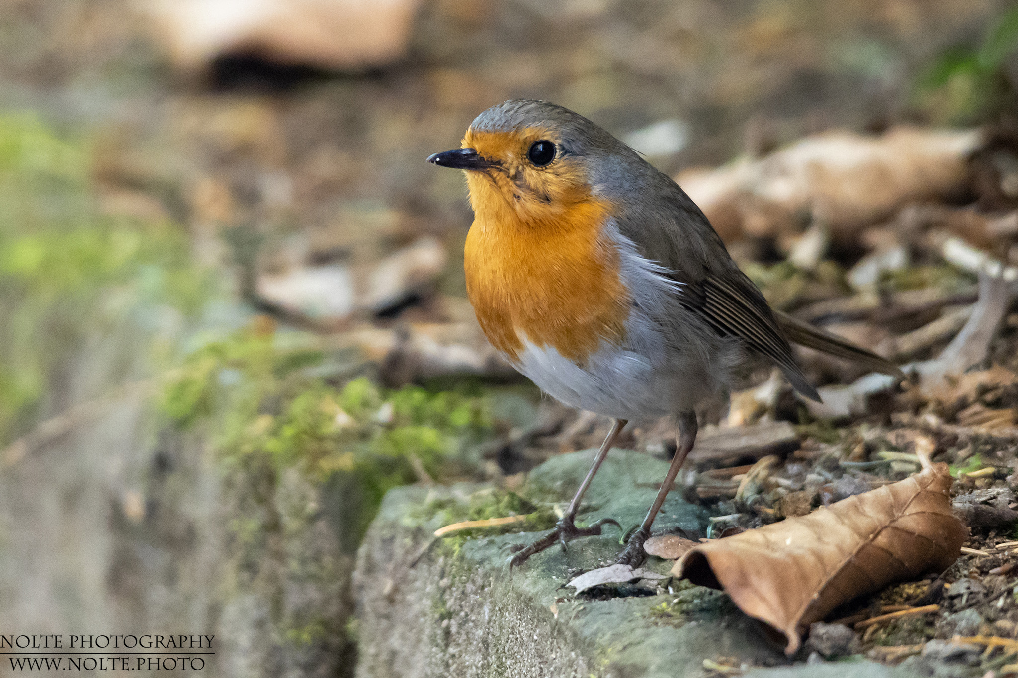 Rotkehlchen (Erithacus rubecula)