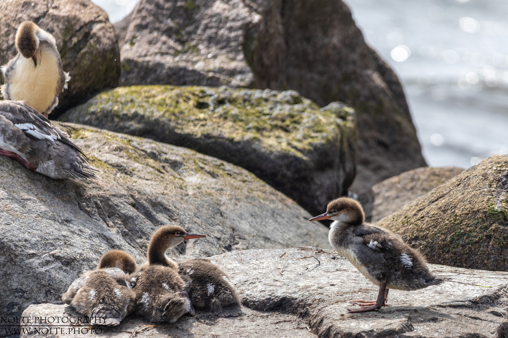 Darf ich mitspielen?