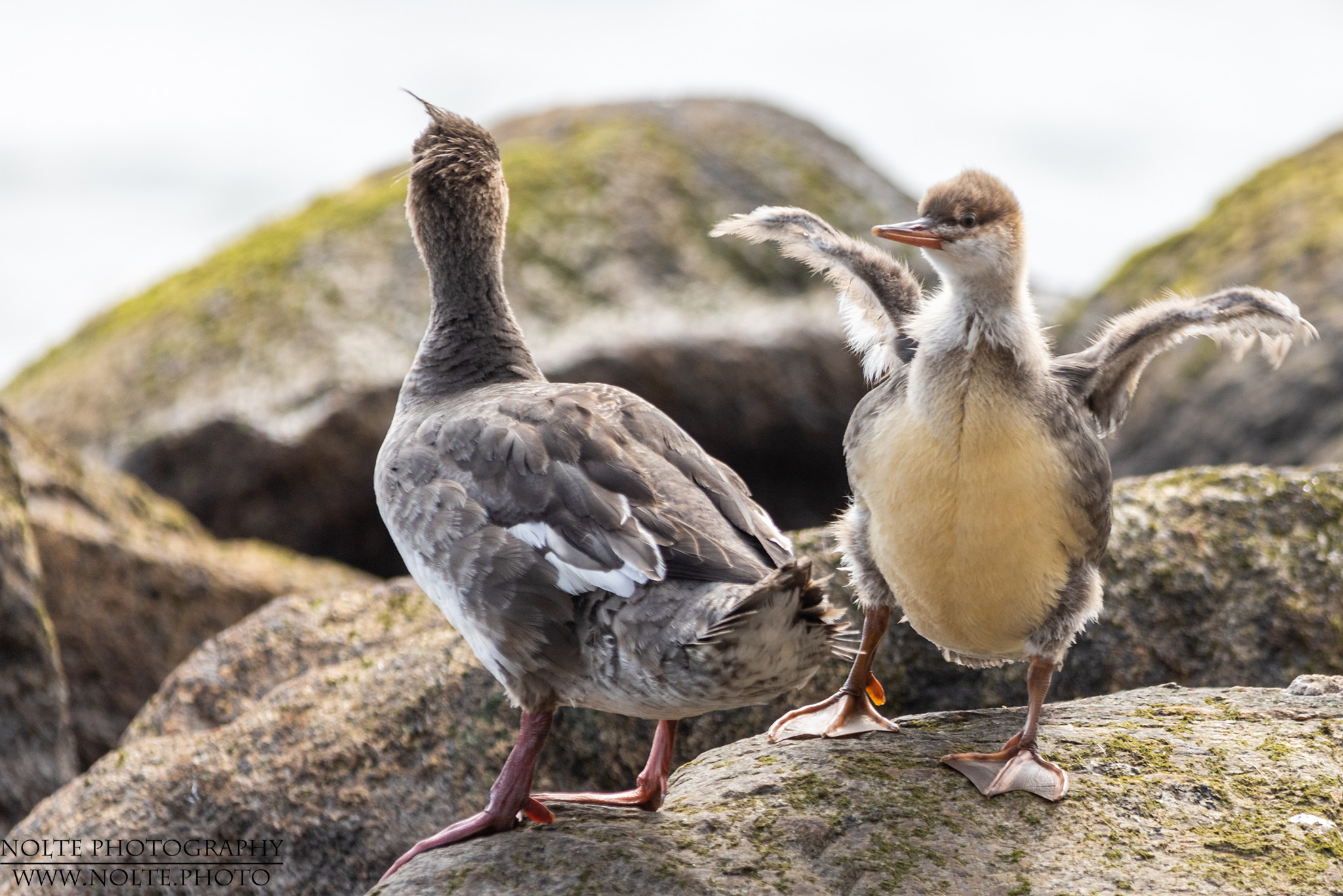 Schon mal die Flügel strecken