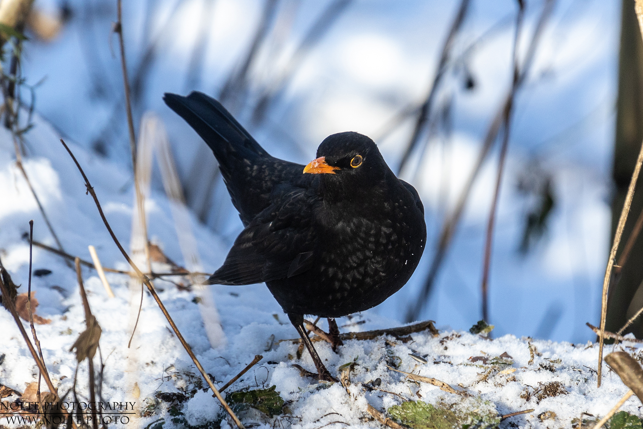 Amsel im Schnee