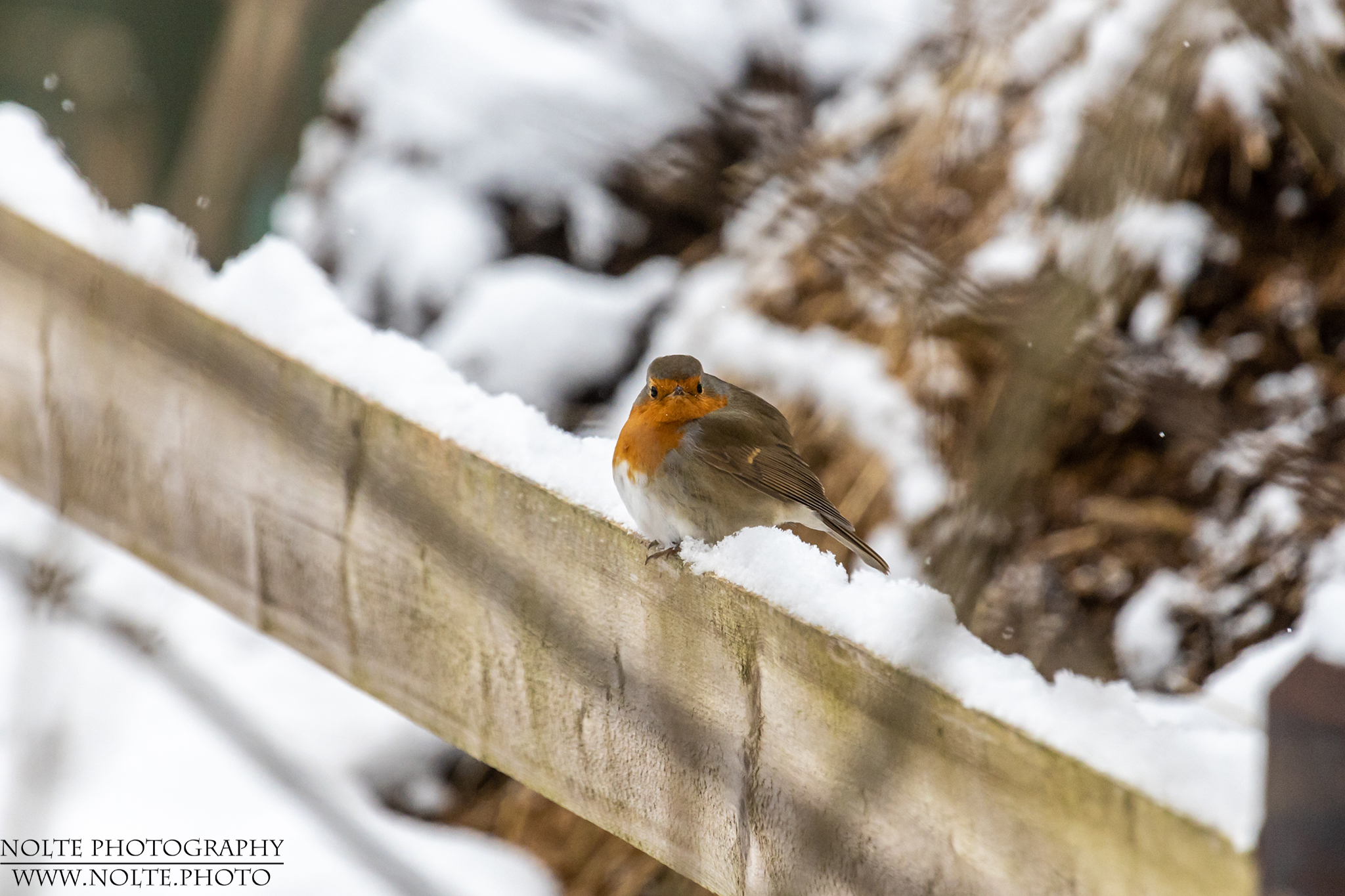 Dickes Rotkehlchen (Erithacus rubecula)