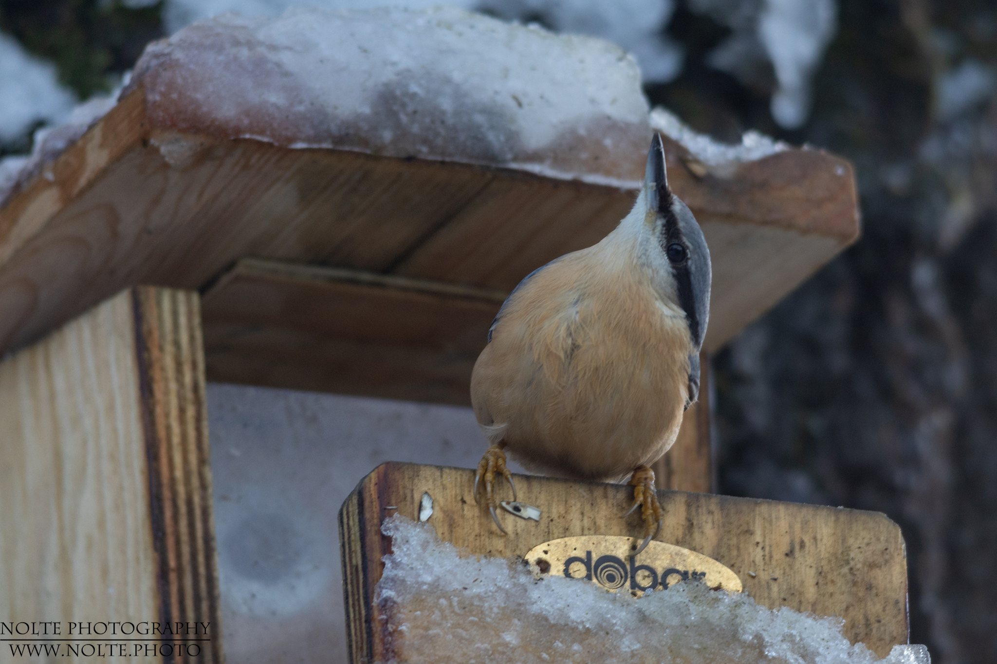 Kleiber (Sitta europaea)