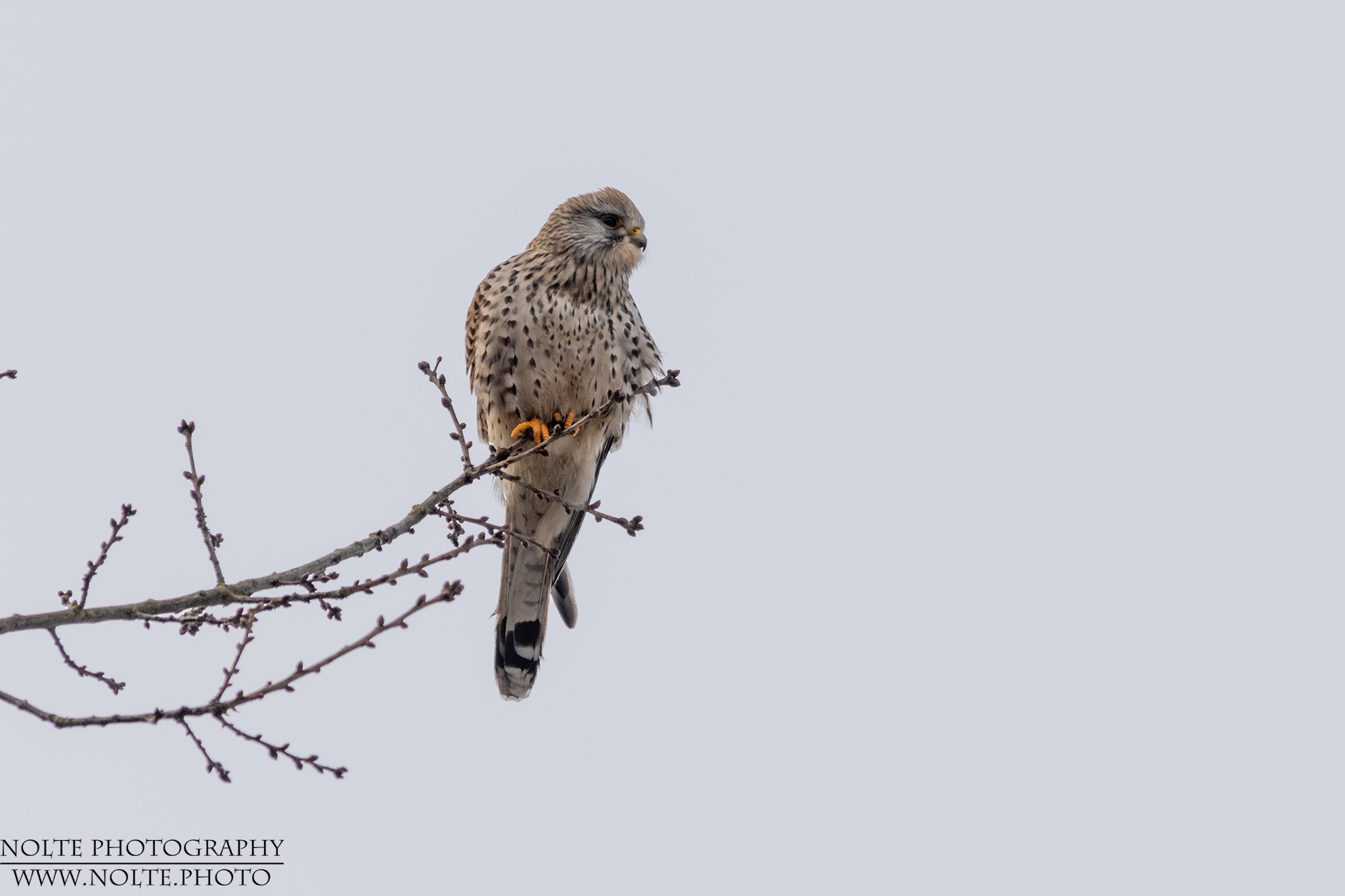 Turmfalke (Falco tinnunculus)